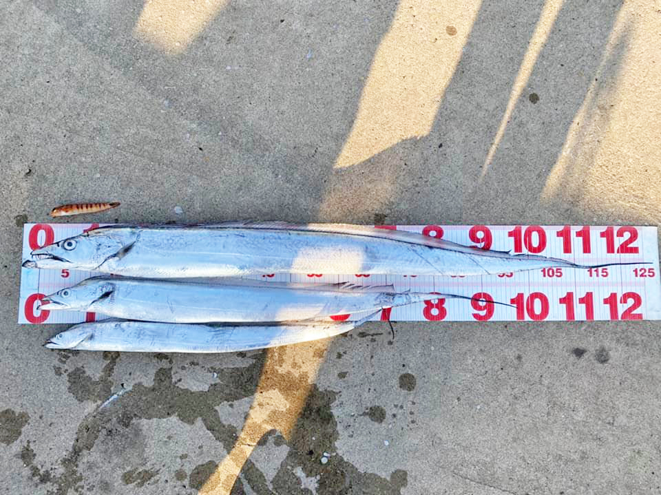 ✿タチウオ・マダイ・トラギス✿