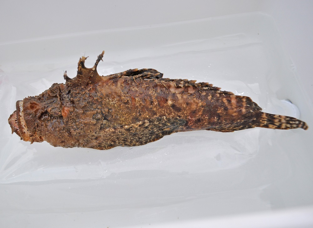 ✿オニオコゼ✿