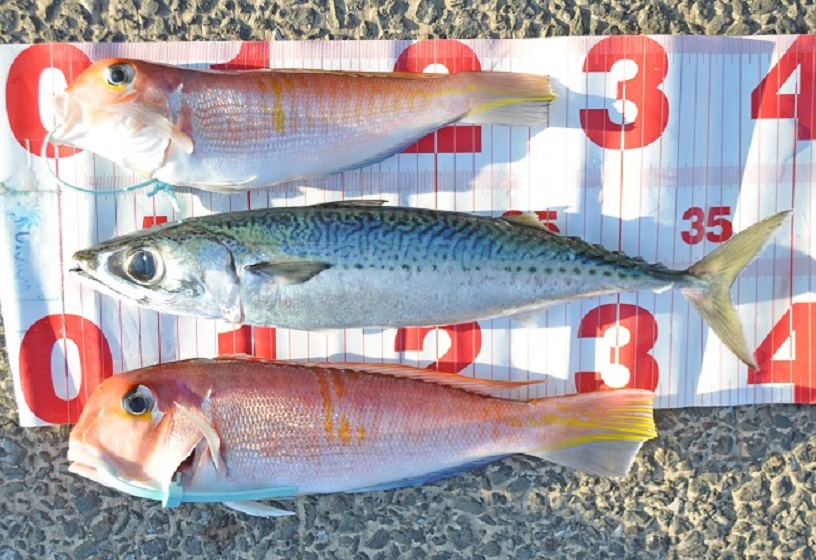 ✿アマダイ・サバ✿