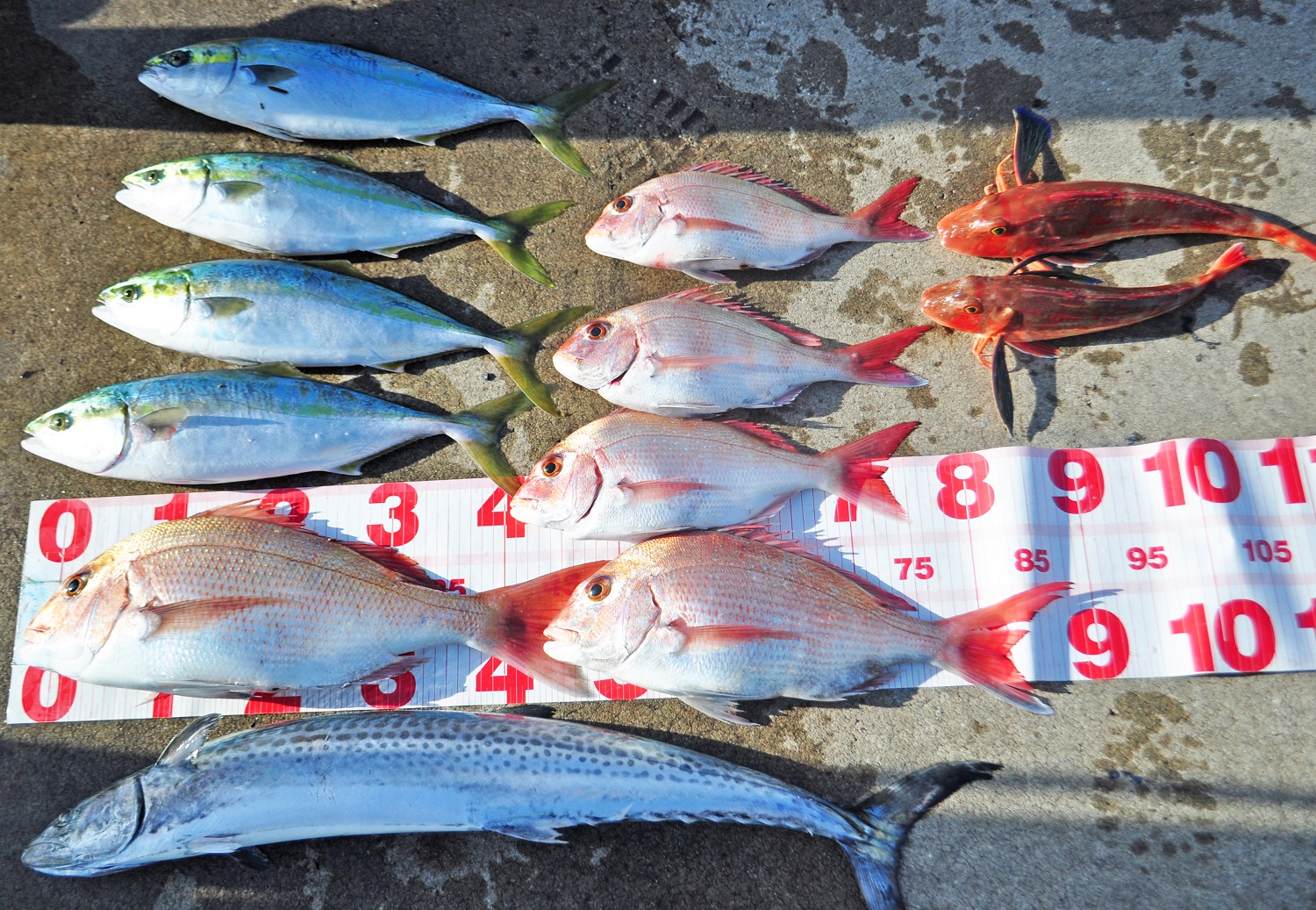 ✿マダイ・サワラ・ホウボウ・イナダ✿