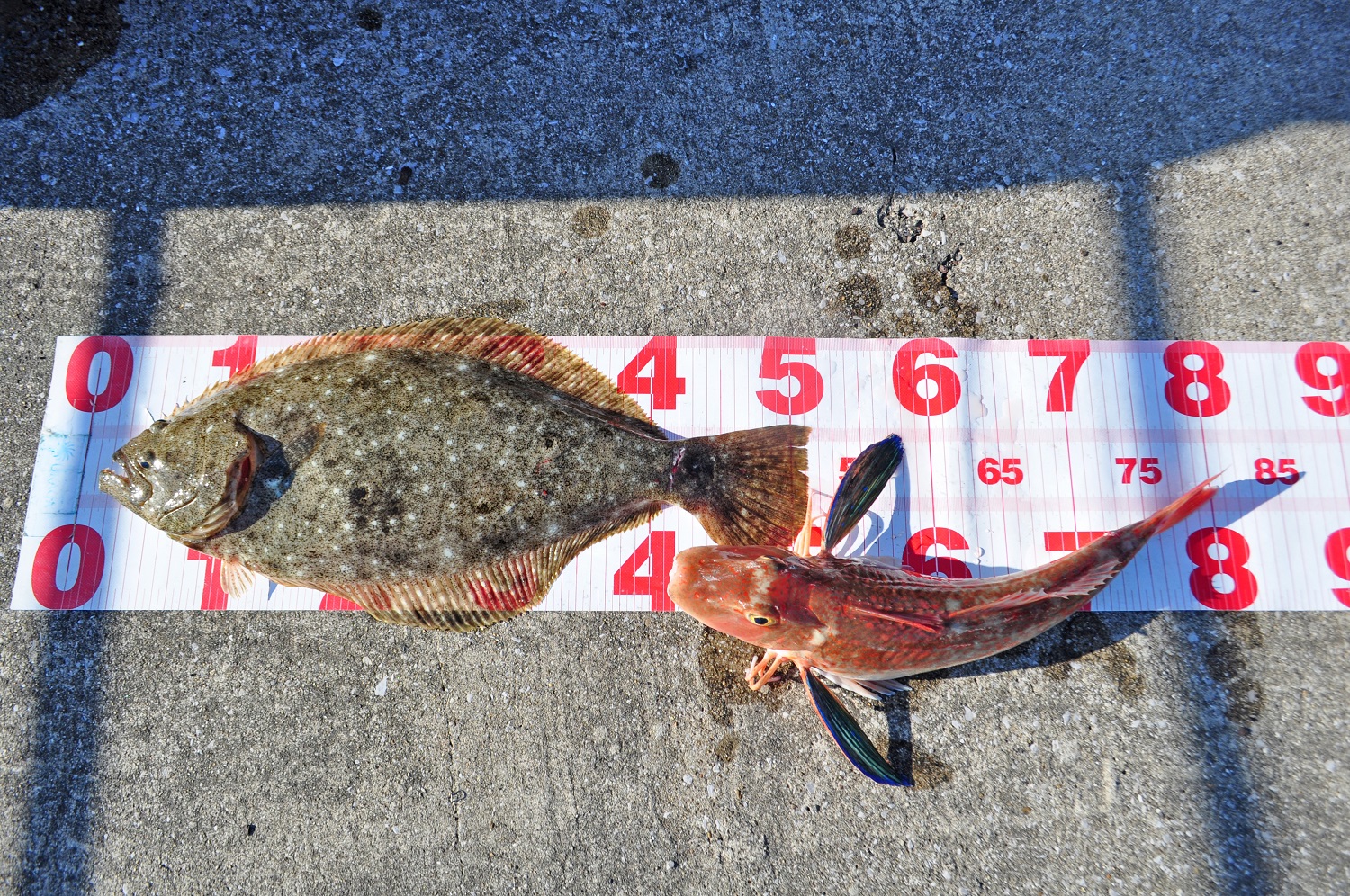 ✿ホウボウ・ヒラメ✿