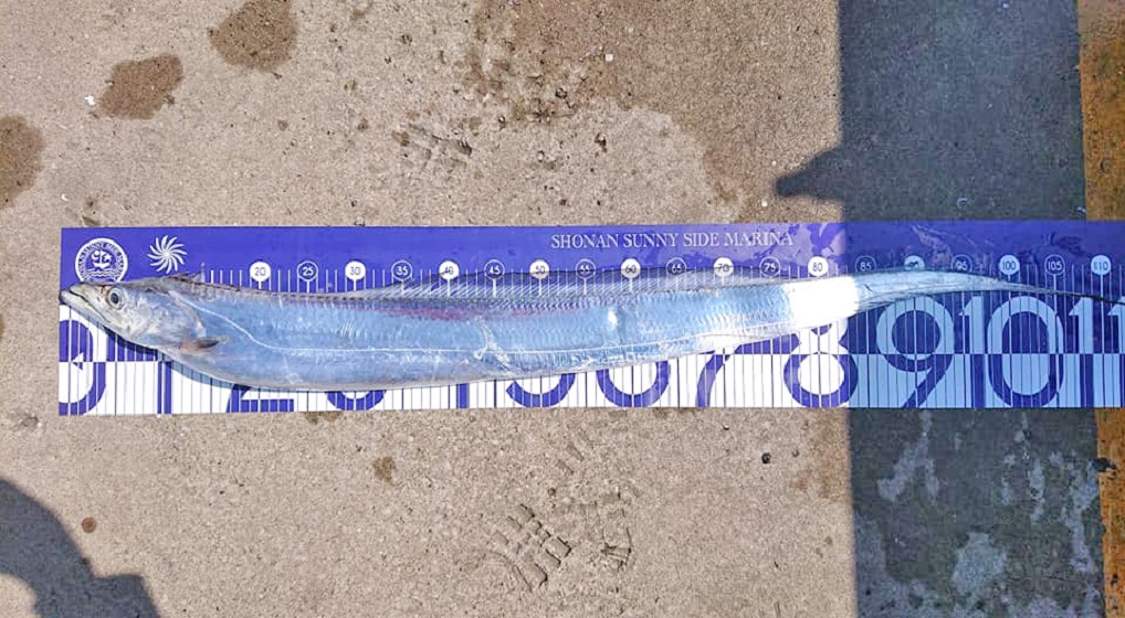 ✿マダイ・タチウオ✿