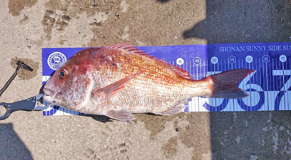 ✿マダイ・タチウオ✿