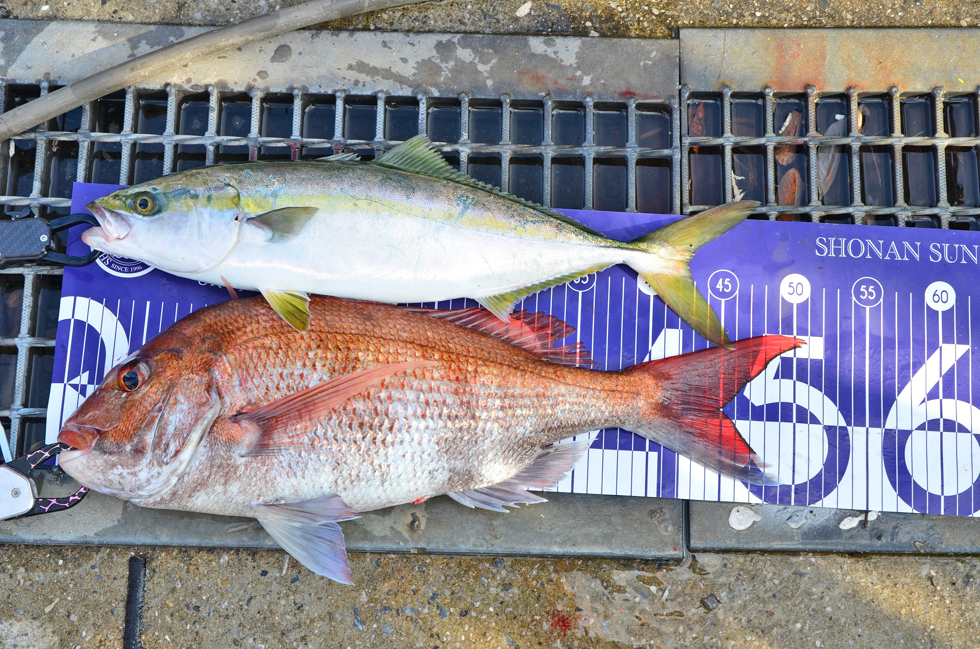 ✿マダイ・イナダ✿