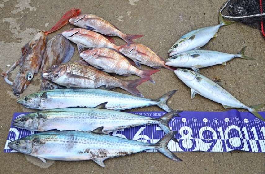 ✿アオリイカ・サワラ・マダイ・イナダ・ホウボウ✿