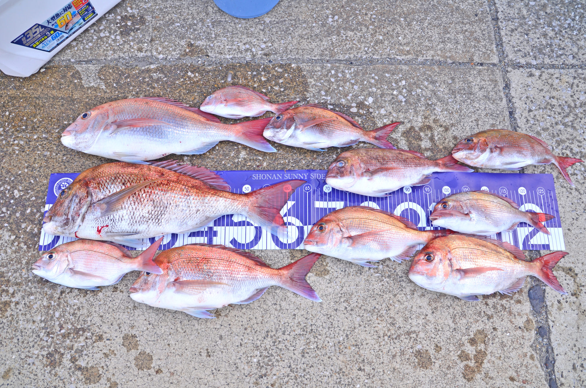 ✿マダイ・クロダイ・サバ・イシモチ✿