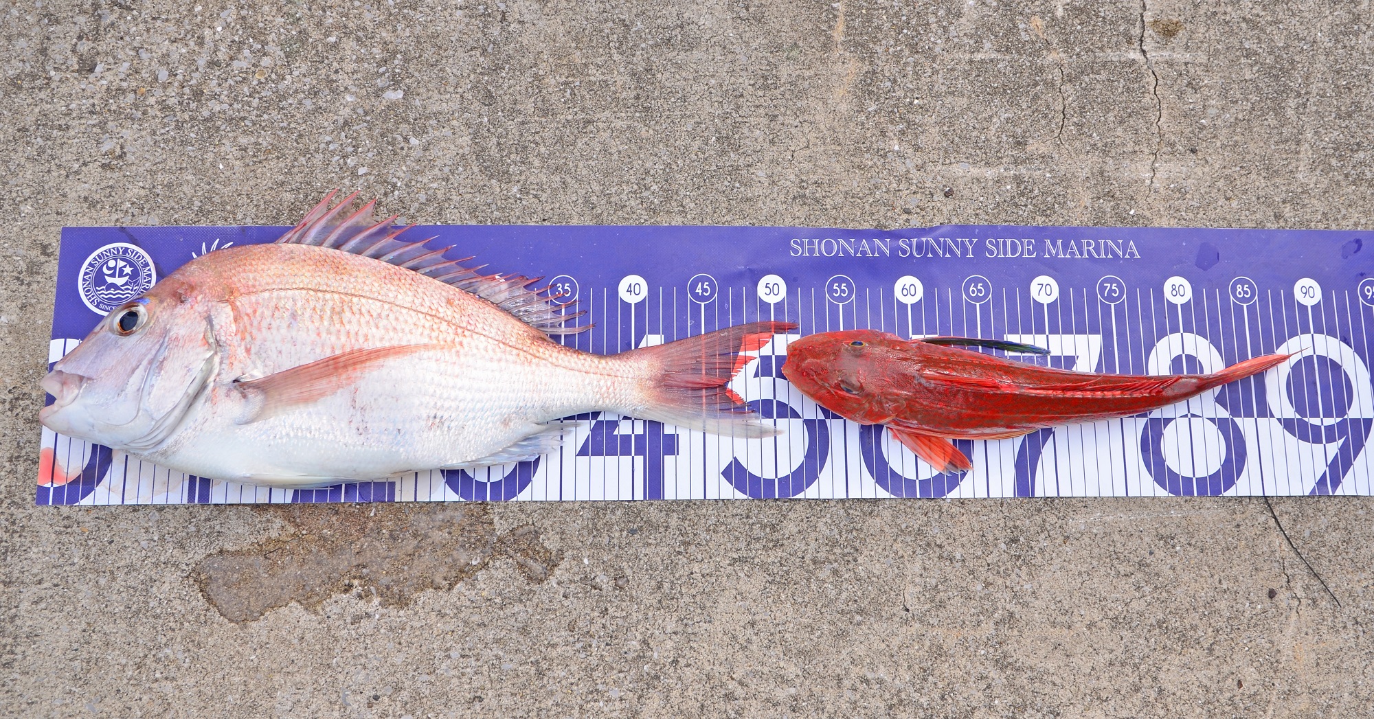 ✿マダイ・ホウボウ✿