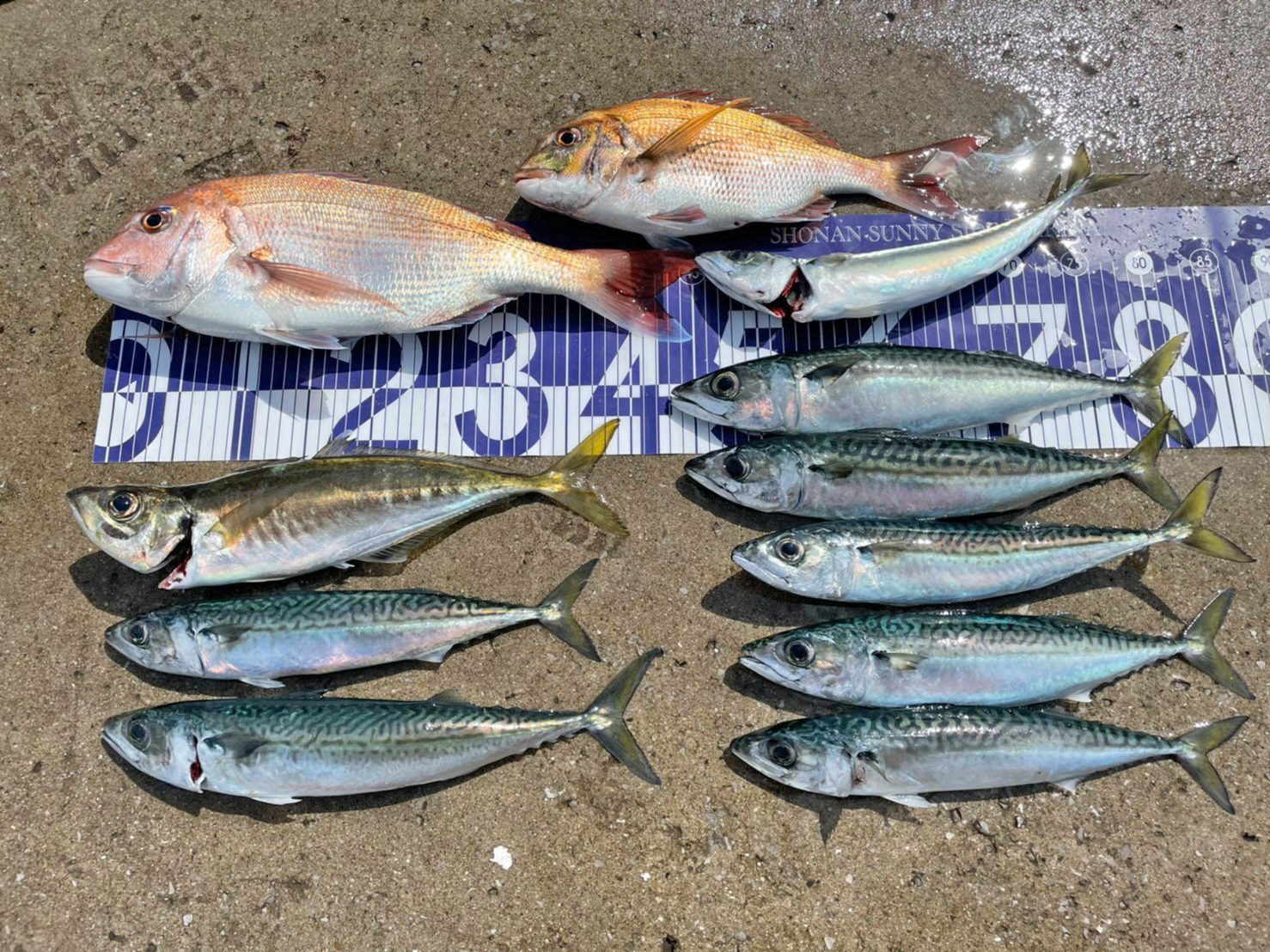 ✿マダイ・アジ・サバ✿