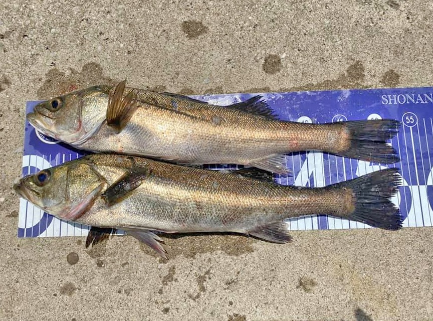 ✿マダイ・タチウオ・シーバス・アジ・サバ✿