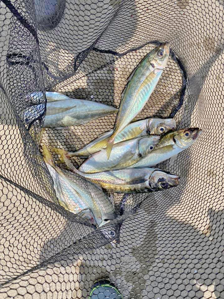 ✿マダイ・タチウオ・シーバス・アジ・サバ✿