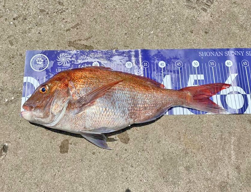 ✿マダイ・タチウオ・シーバス・アジ・サバ✿