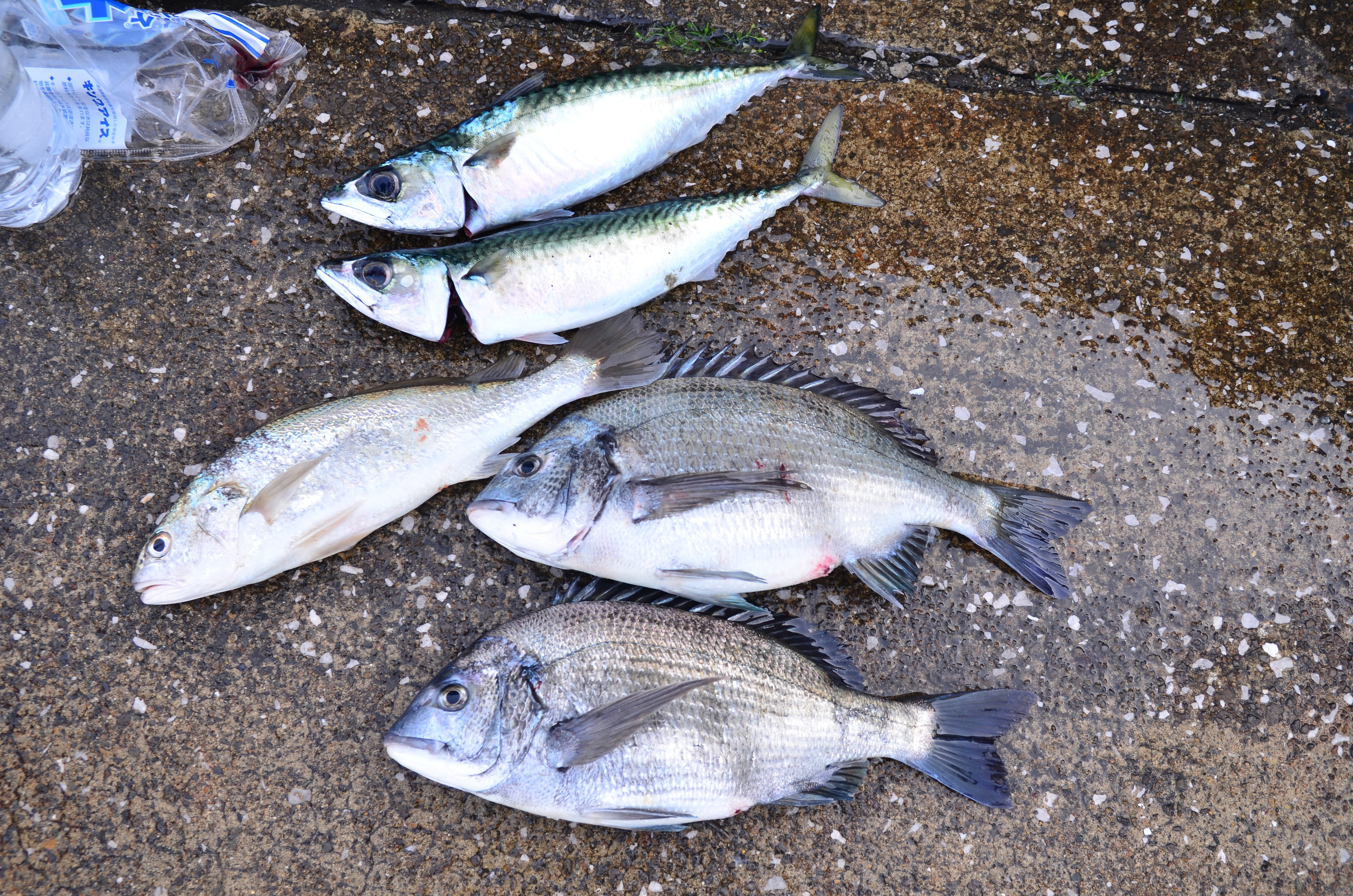 ✿マダイ・クロダイ・サバ・イシモチ✿