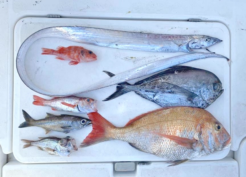 ✿アカムツ・クロムツ・マダイ・シロムツ・シマガツオ・ユメカサゴ・ナガユメタチモドキ✿