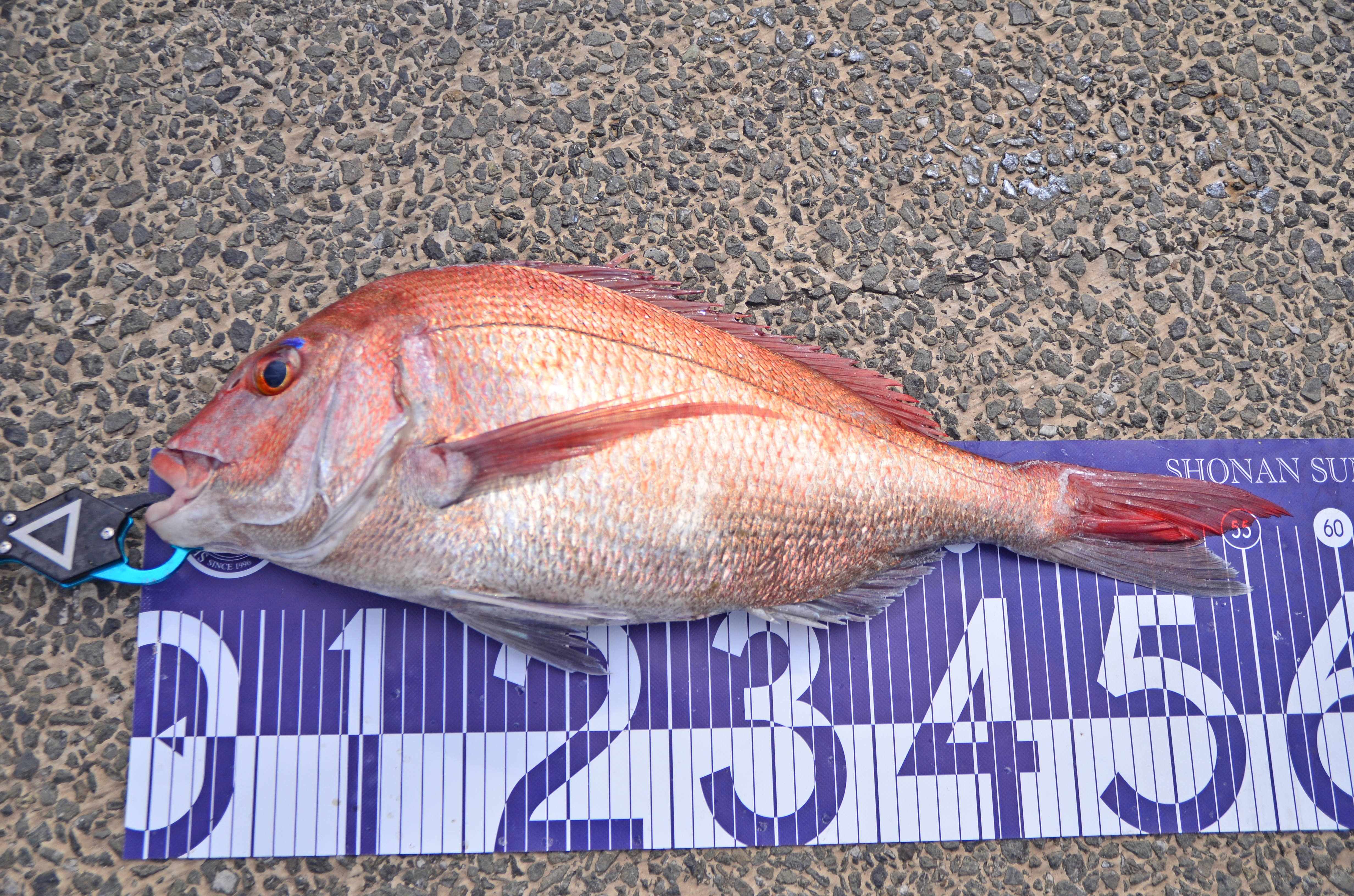 ✿マダイ・タチウオ✿