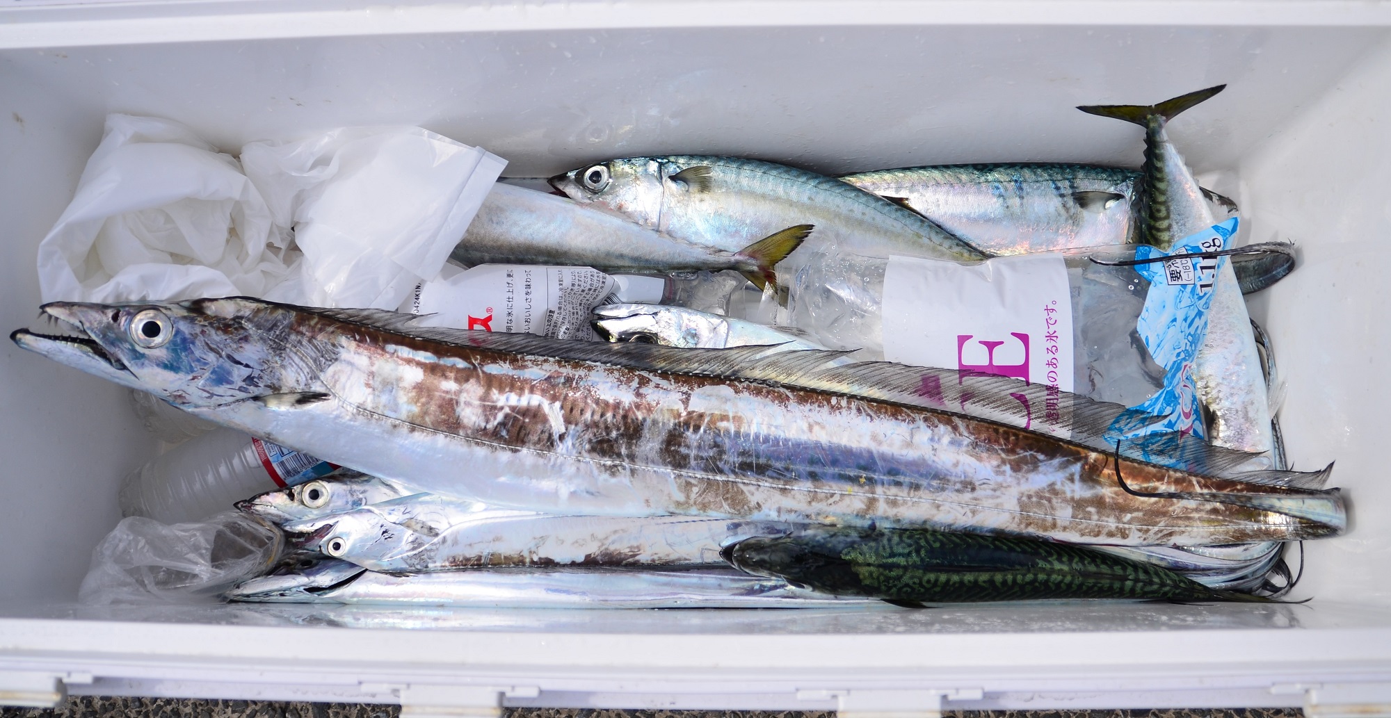 ✿タチウオ・サバ✿