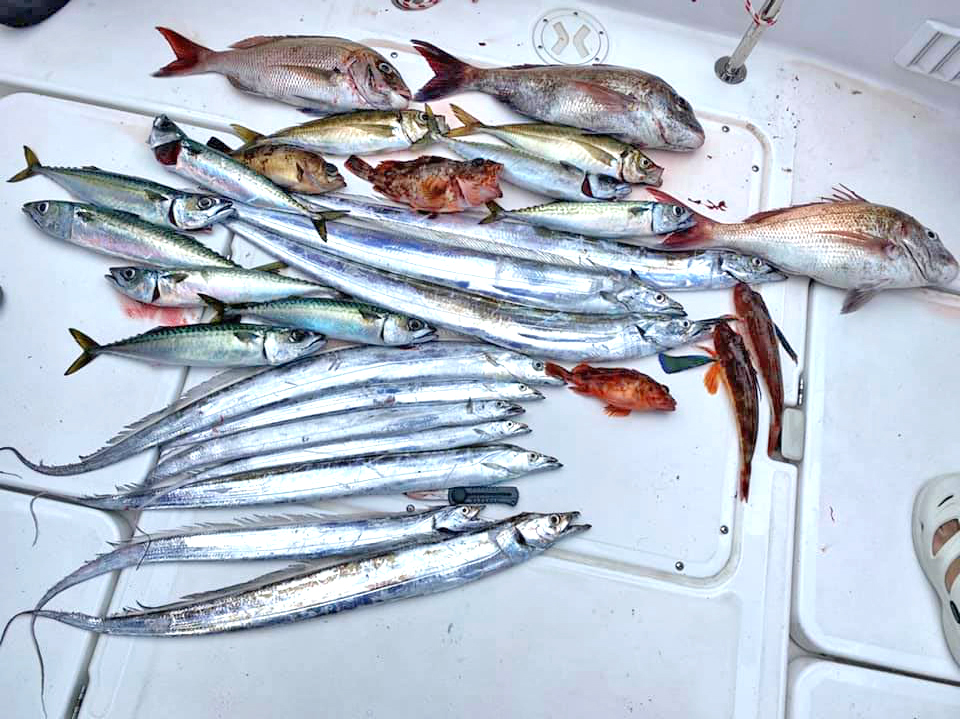 ✿マダイ・タチウオ・尺アジ・サバ・ホウボウ・カサゴ・メバル✿