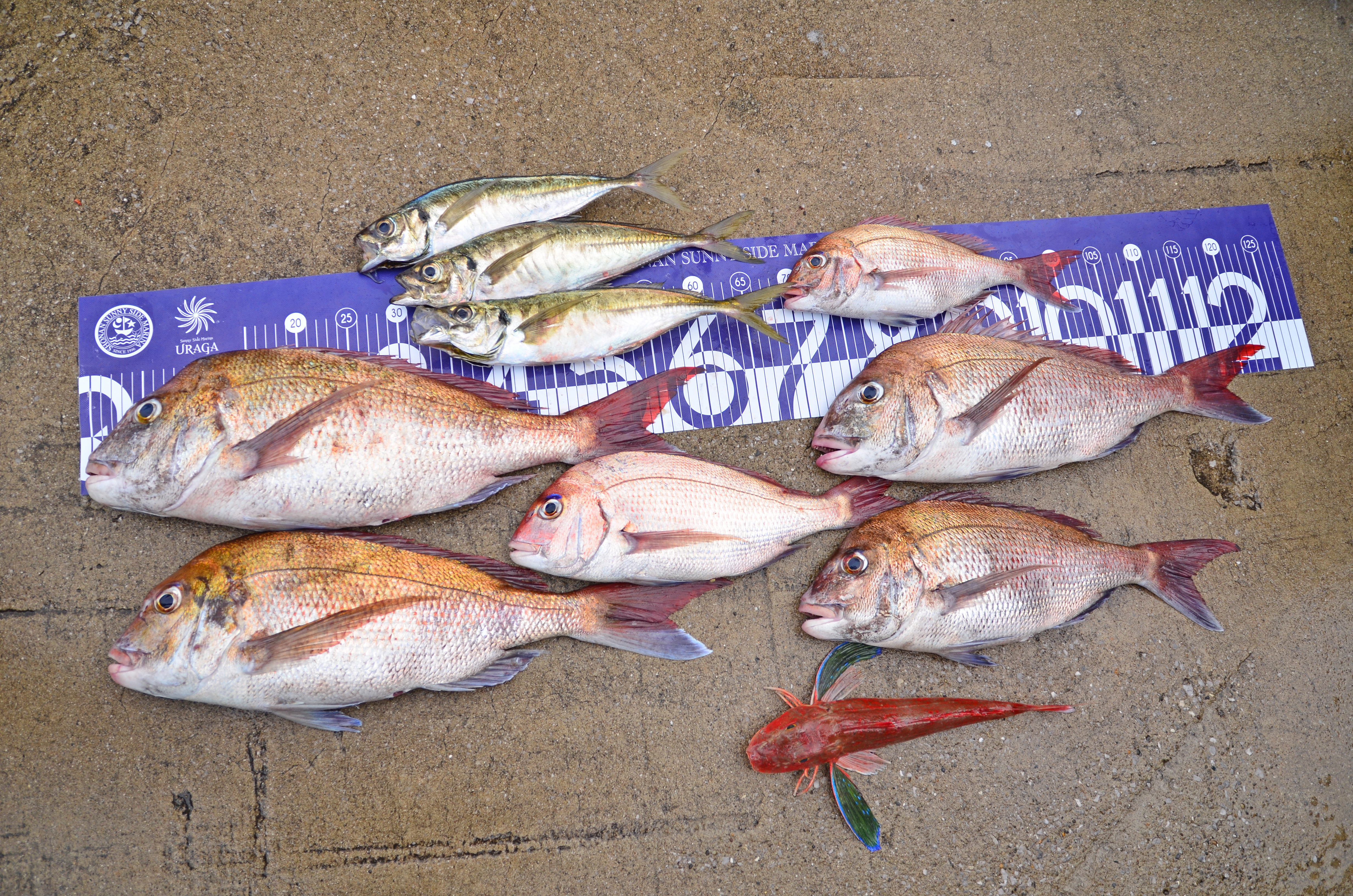 ✿マダイ・尺アジ・ホウボウ✿