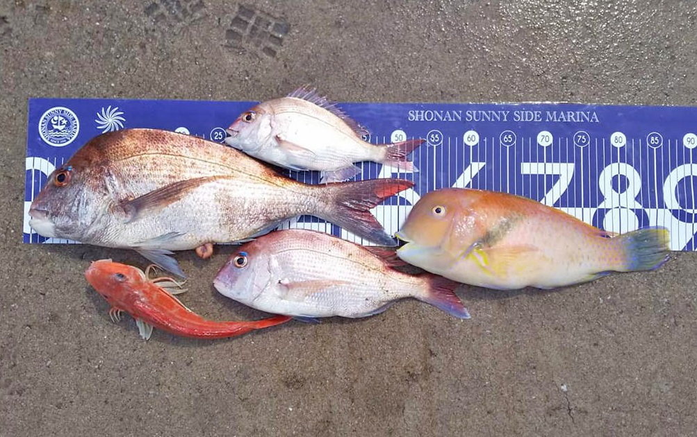 ✿マダイ・ホウボウ・イラ✿