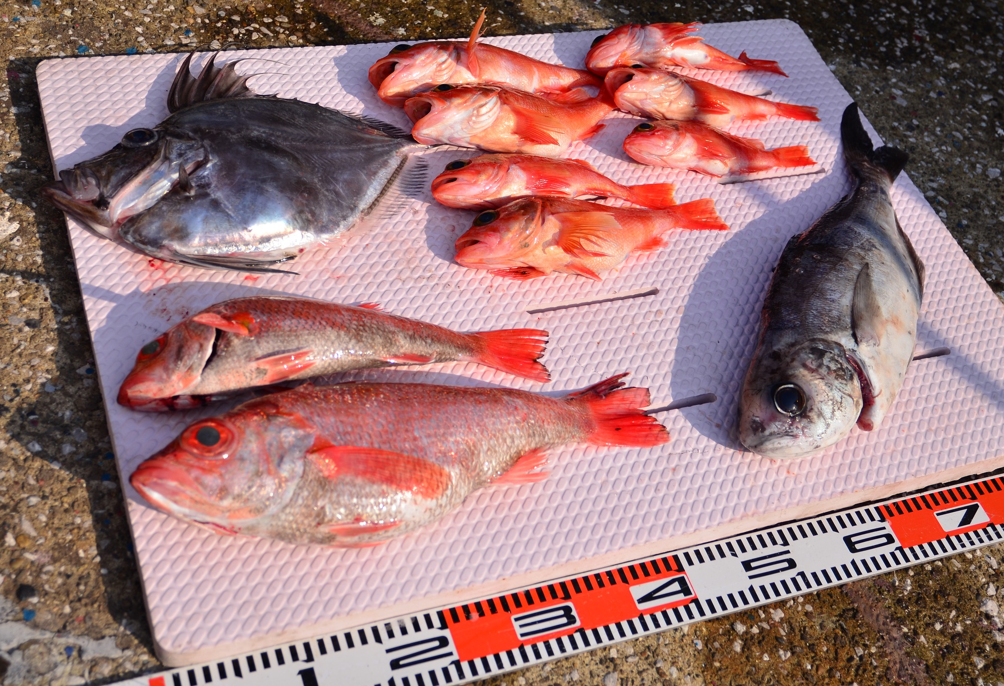 ✿アカムツ・メダイ・カガミダイ・ユメカサゴ・ドンコ✿