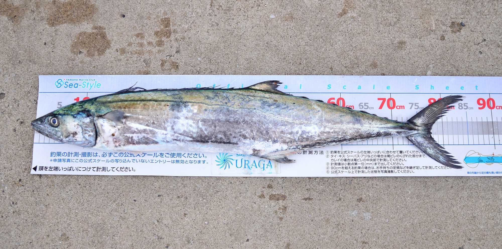 ✿マダイ・サワラ✿