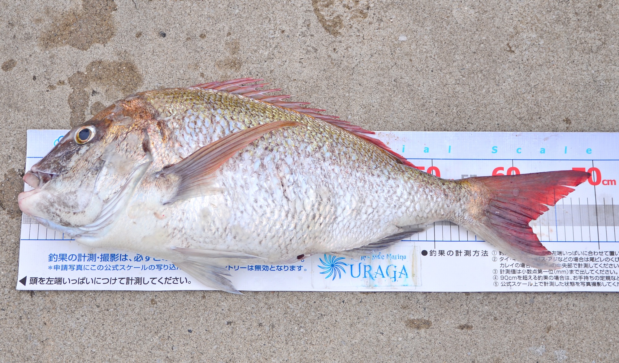 ✿マダイ・サワラ✿