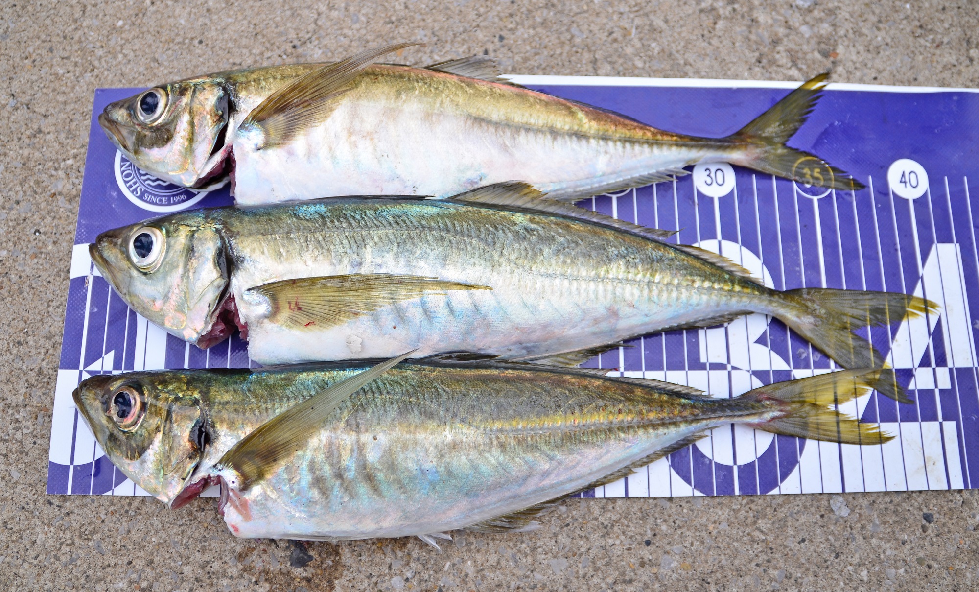 ✿アジ・ウッカリカサゴ✿