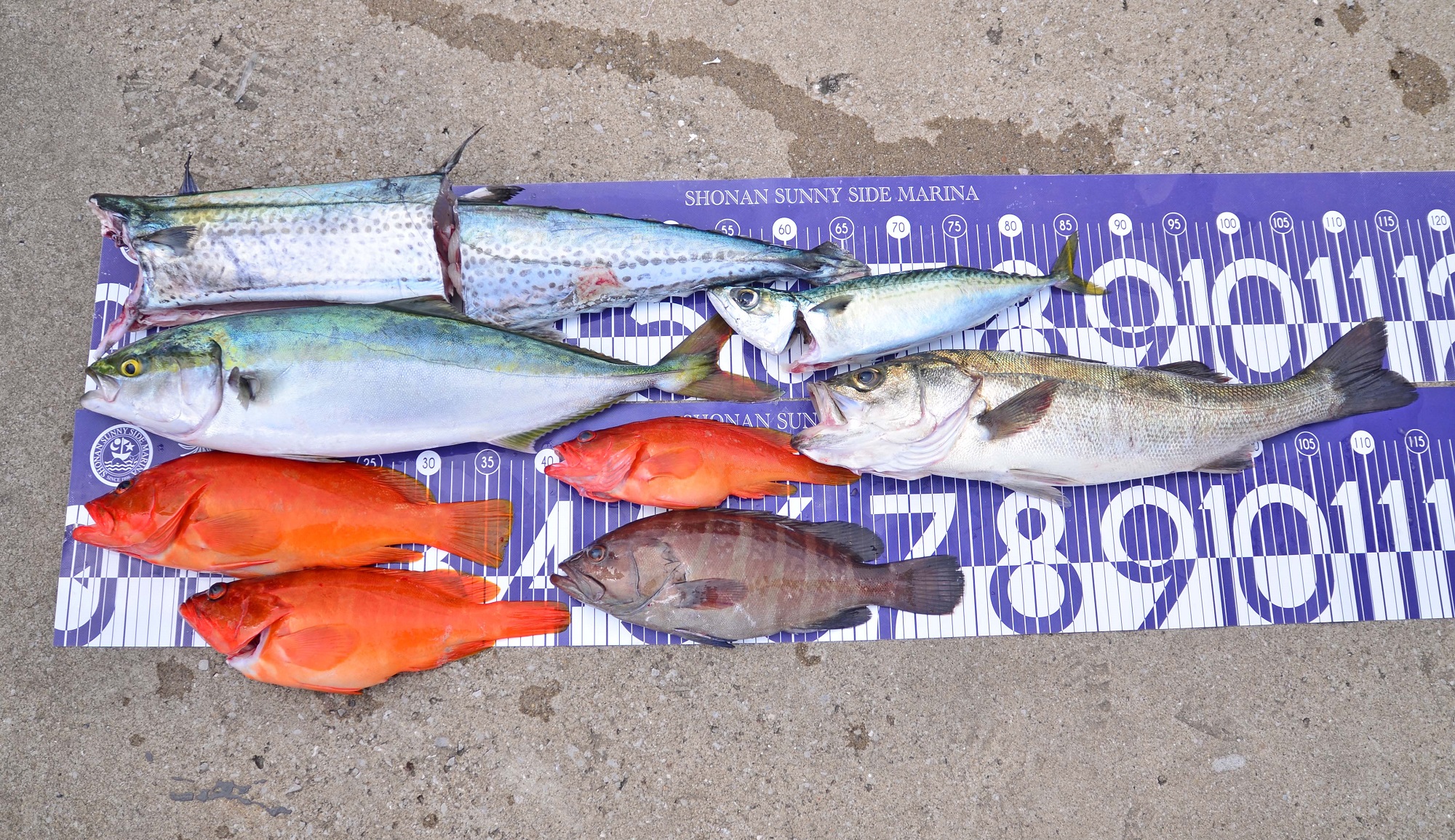 ✿サワラ・イナワラ・アカハタ・マハタ・サバ・シーバス✿