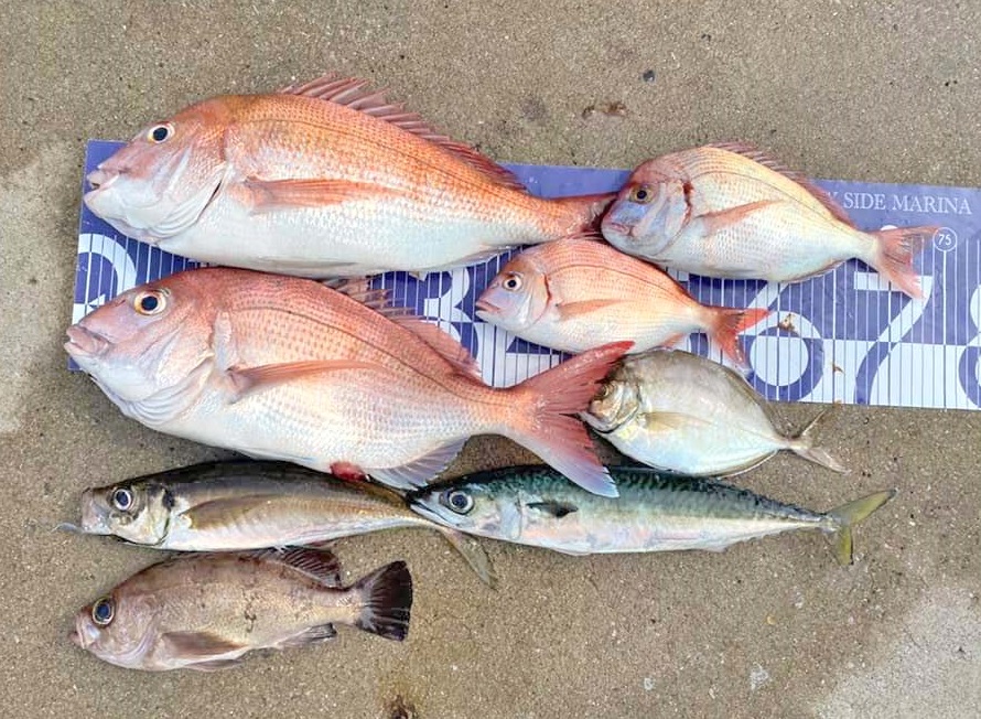 ✿マダイ・アジ・カイワリ・サバ・メバル✿