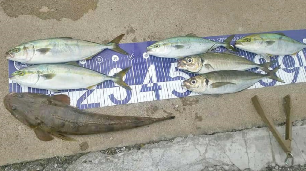 ✿マゴチ・ワカシ・アジ✿