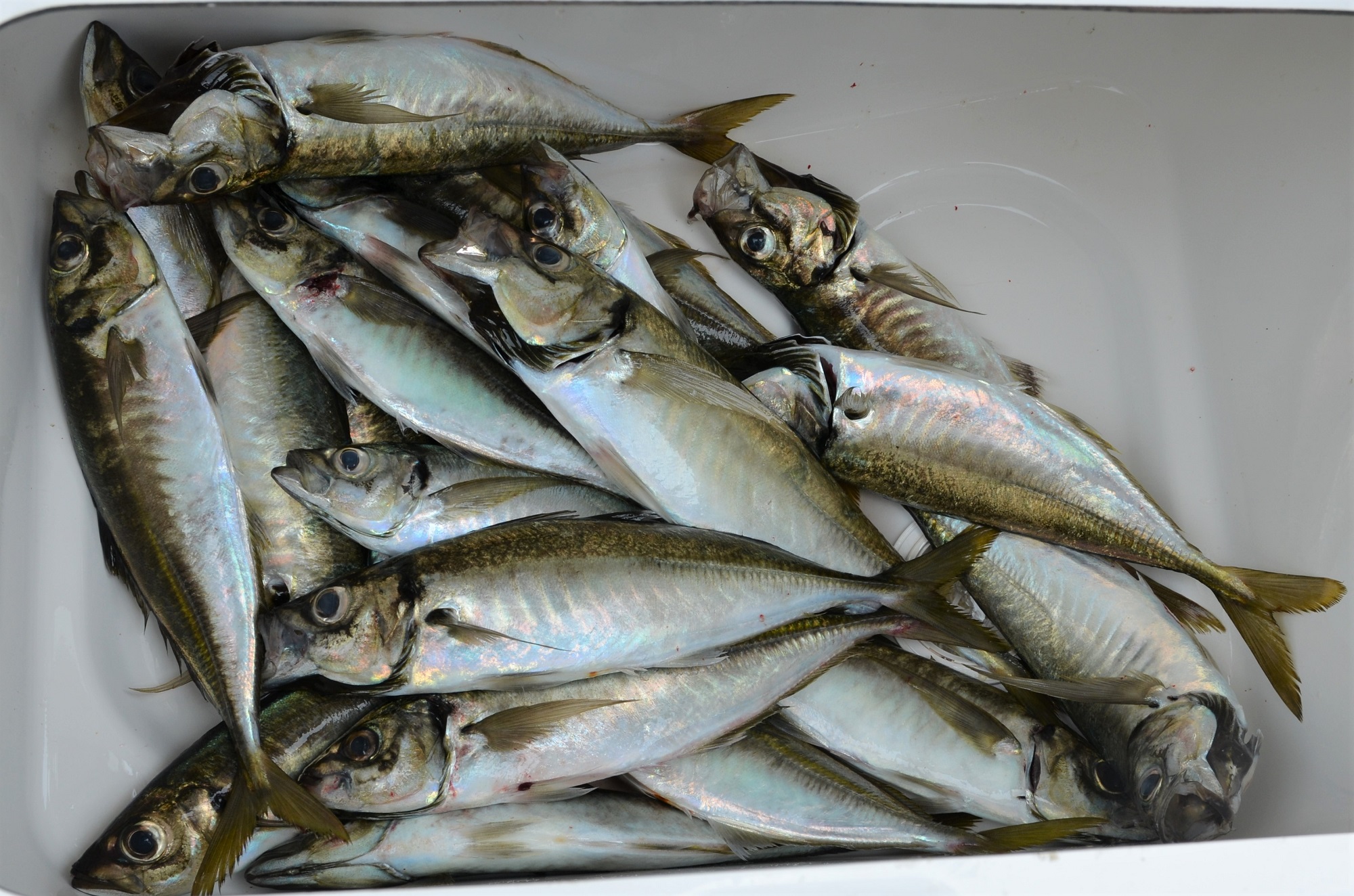 ✿マダイ・アジ✿