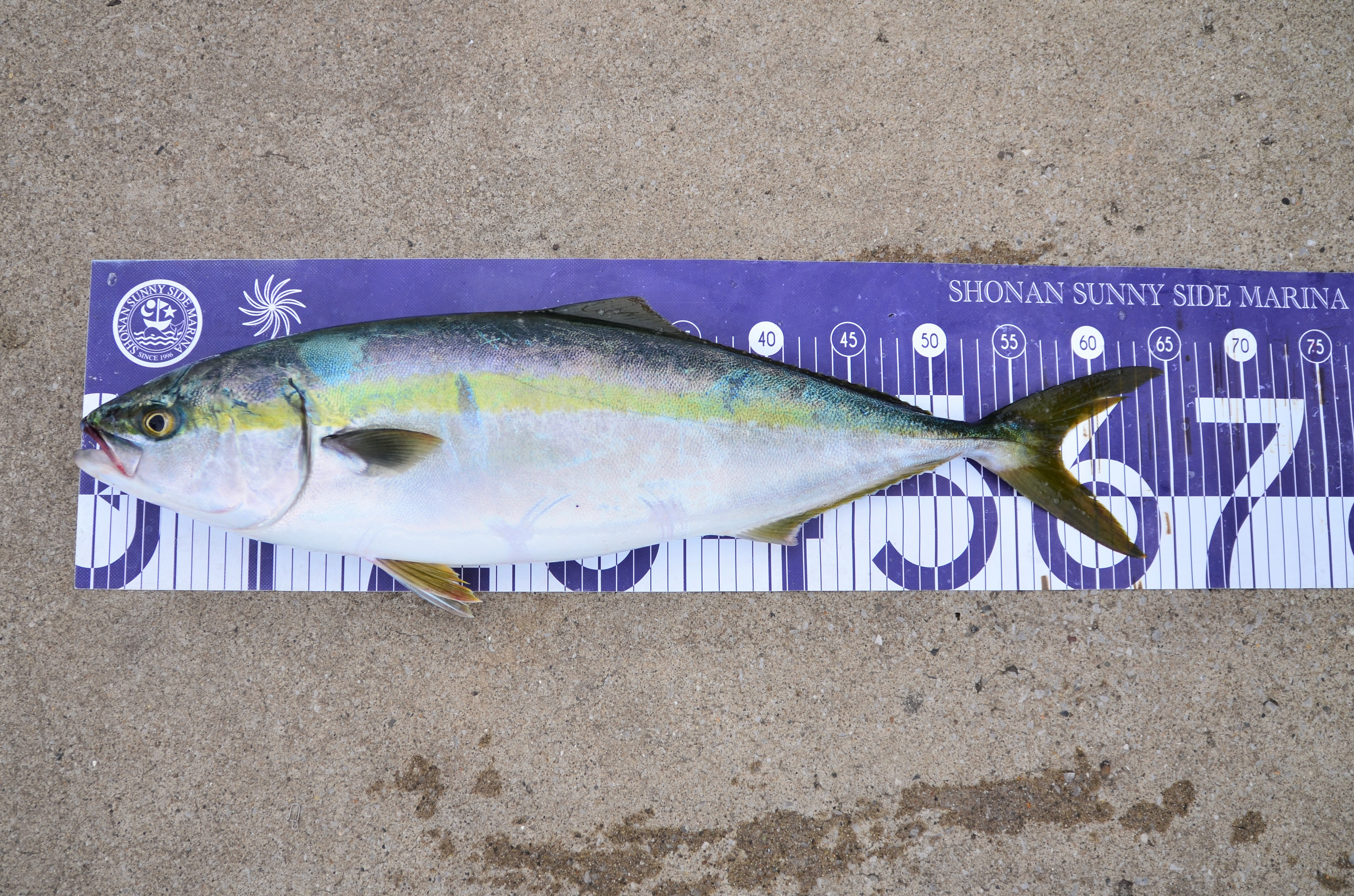 ✿ワラサ・マダイ・アジ・カサゴ・アカハタ✿