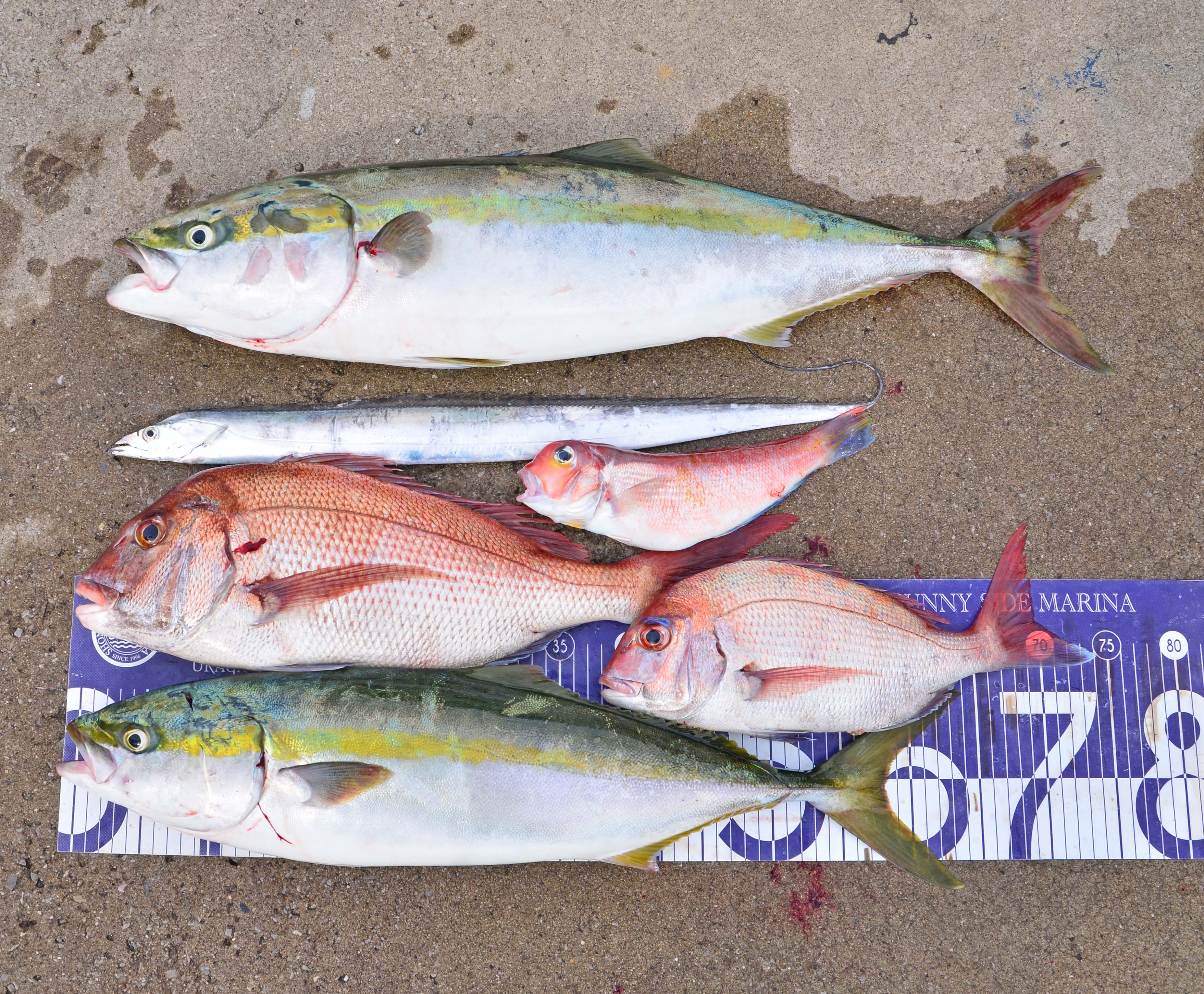 ✿ワラサ・マダイ・タチウオ・アマダイ✿