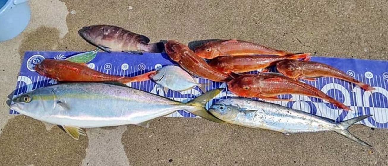 ✿ワラサ・マハタ・カイワリ・シイラ・ホウボウ✿