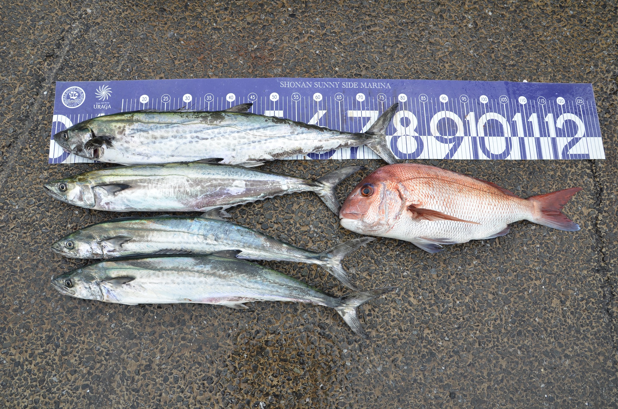 ✿サワラ・マダイ✿