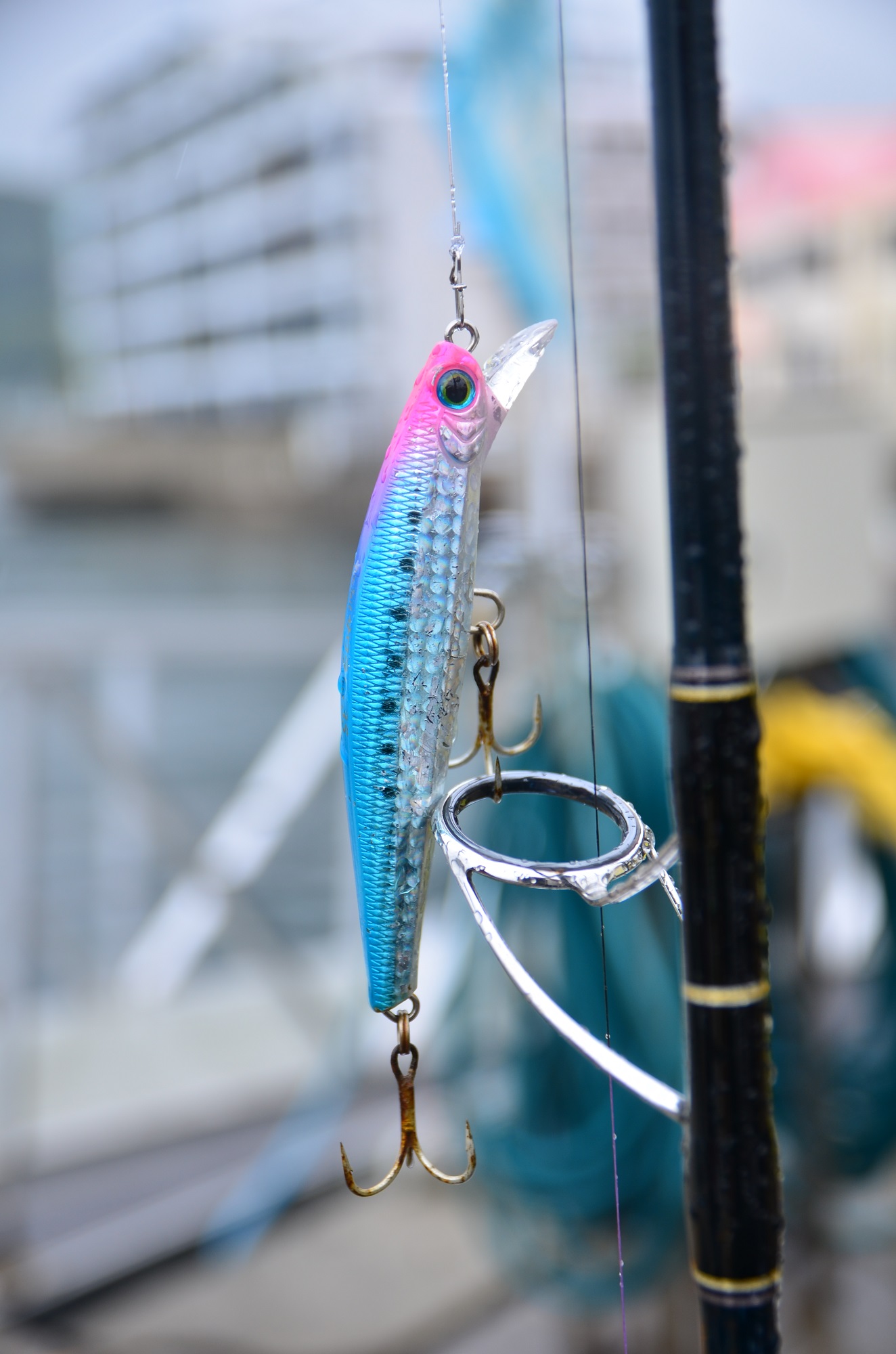 ✿サワラ・マダイ✿