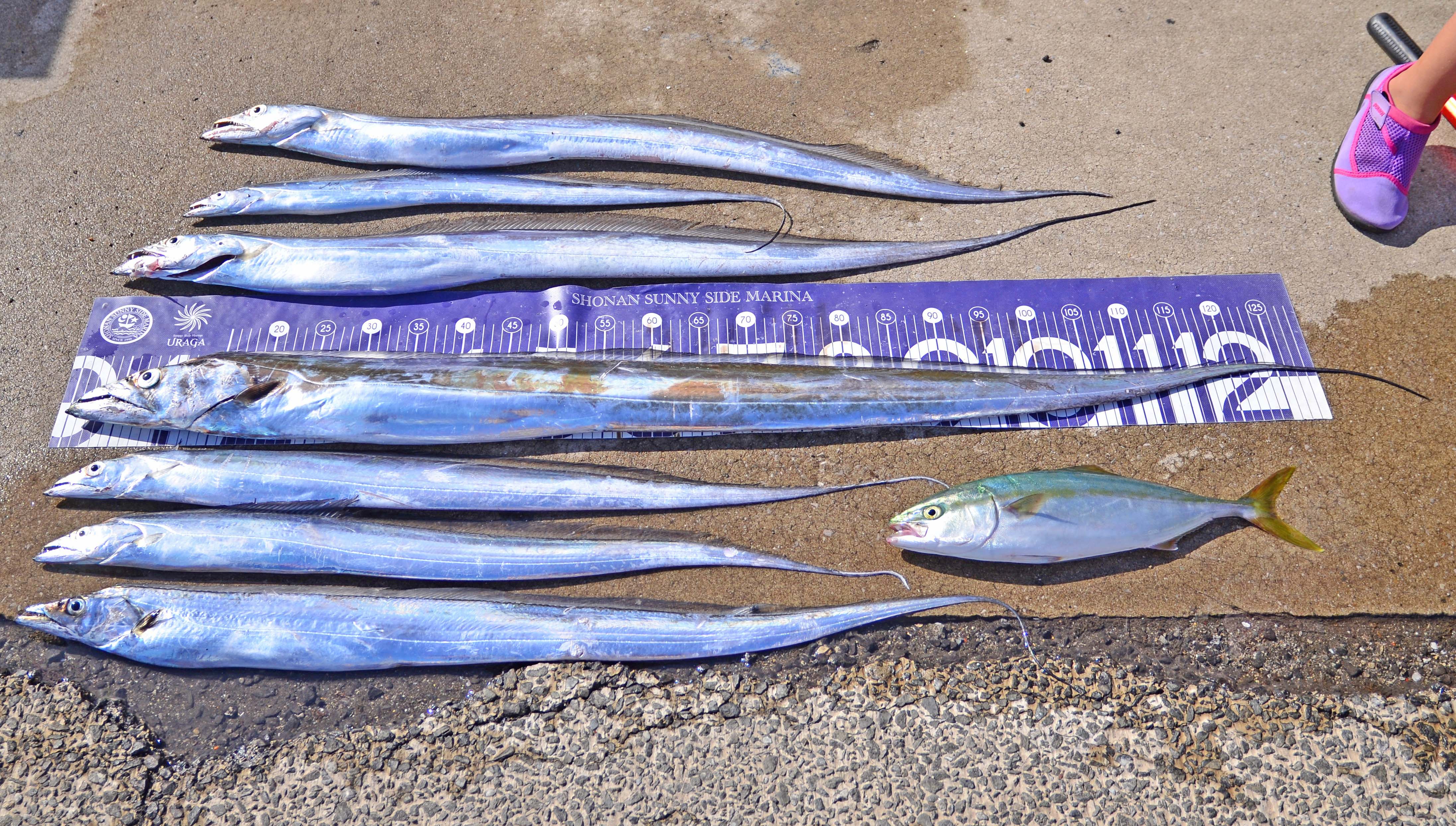 ✿タチウオ・ワカシ✿