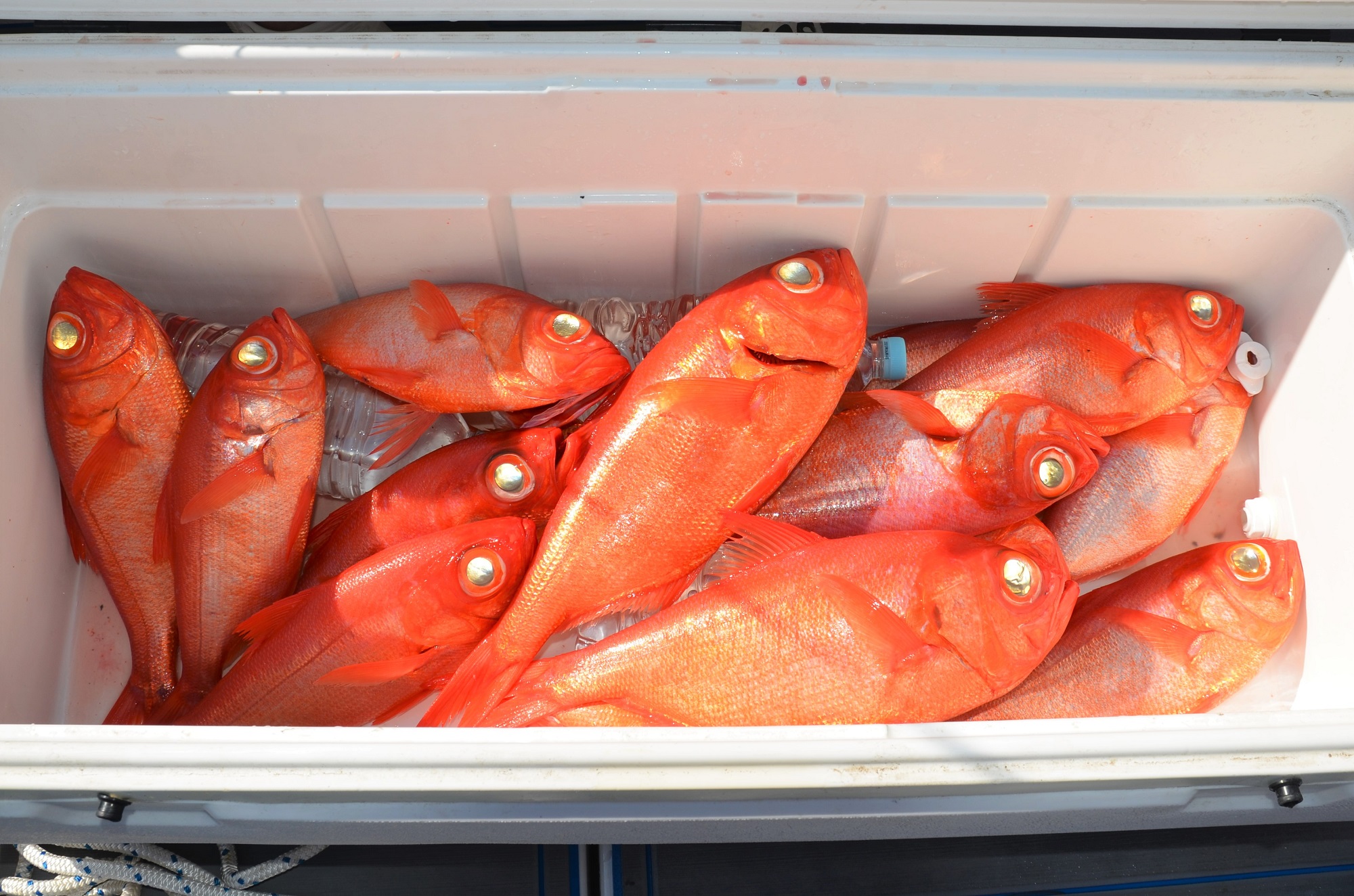 ✿キンメダイ✿