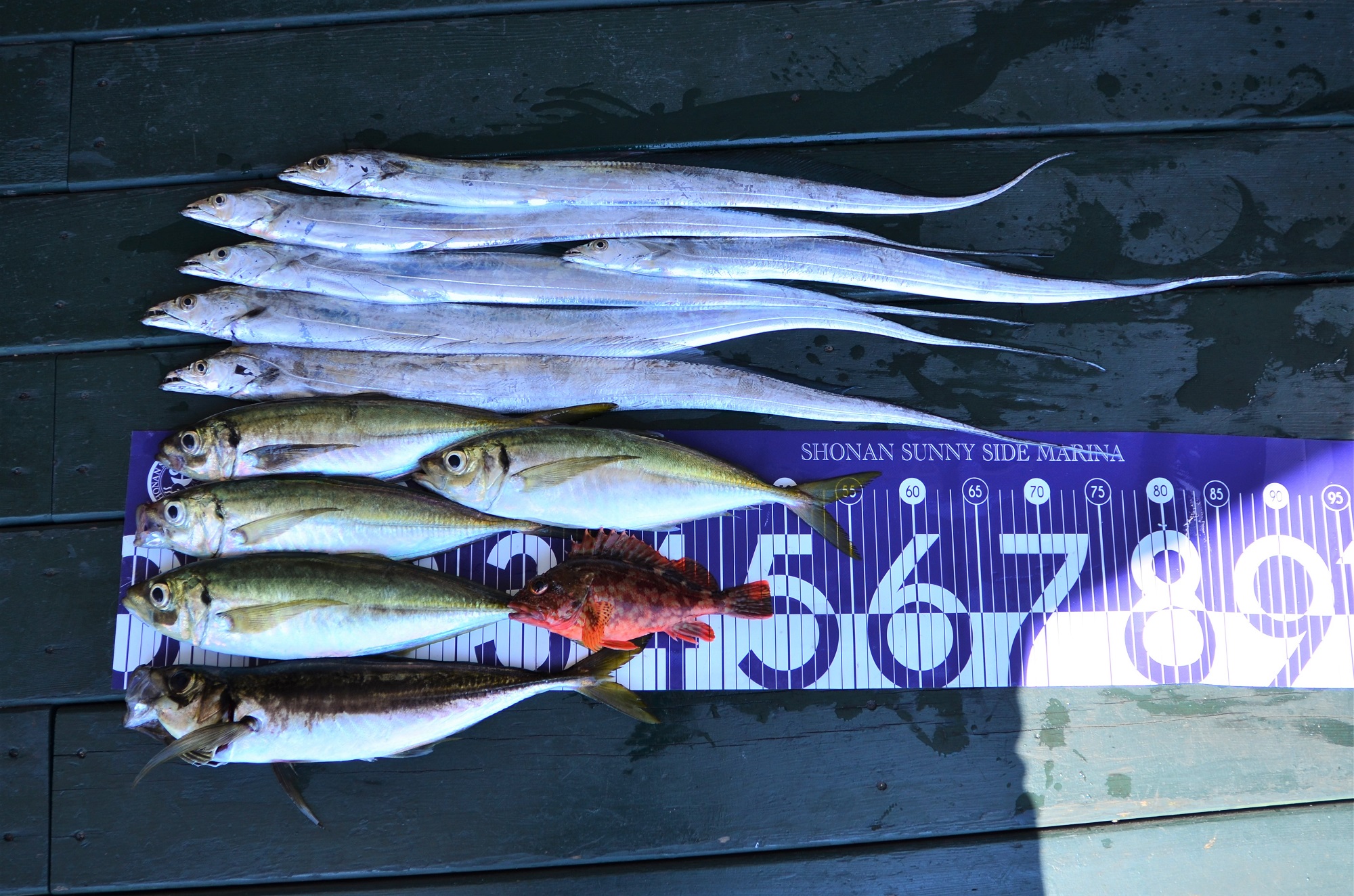 ✿タチウオ・アジ✿