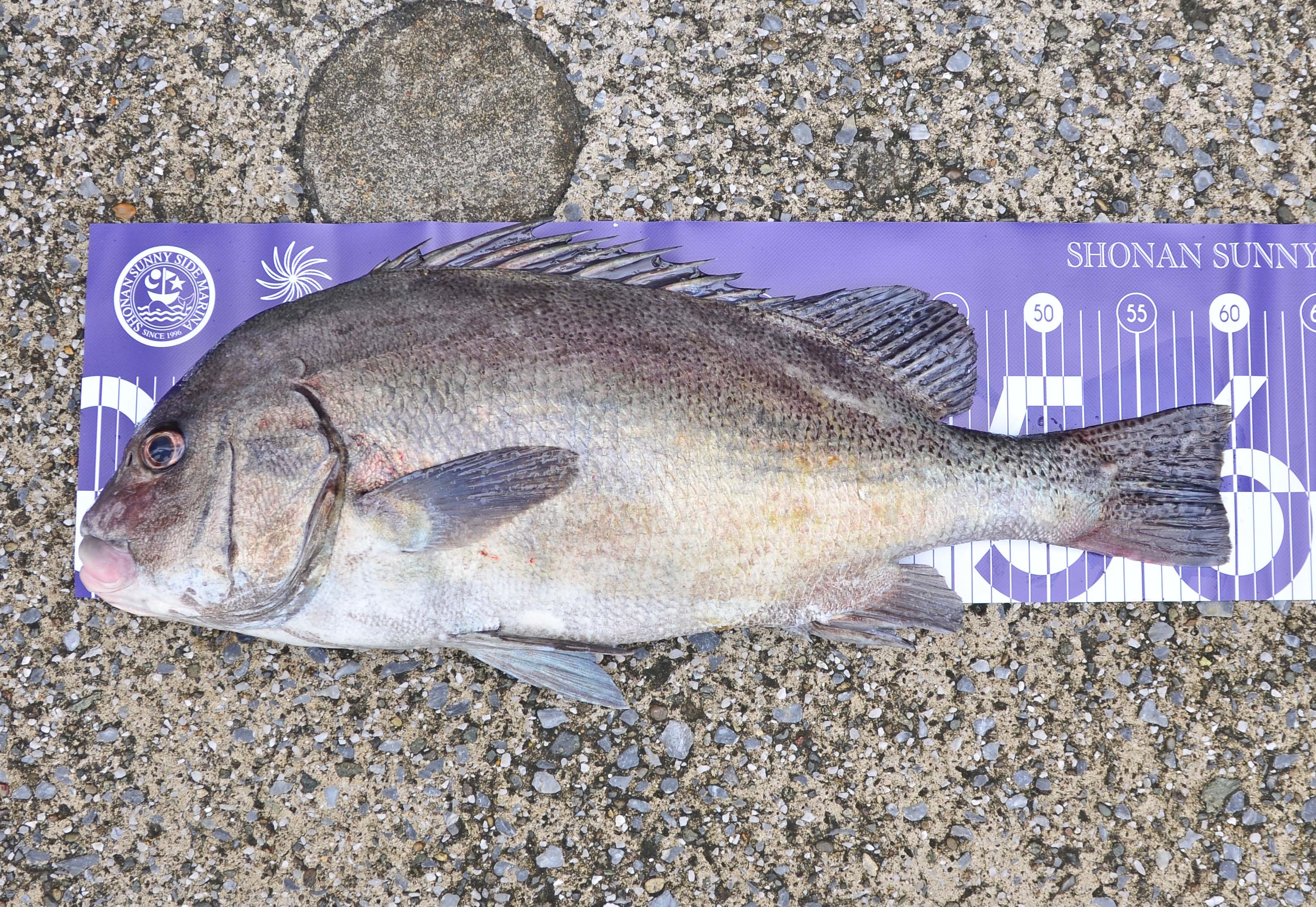 ✿コショウダイ✿