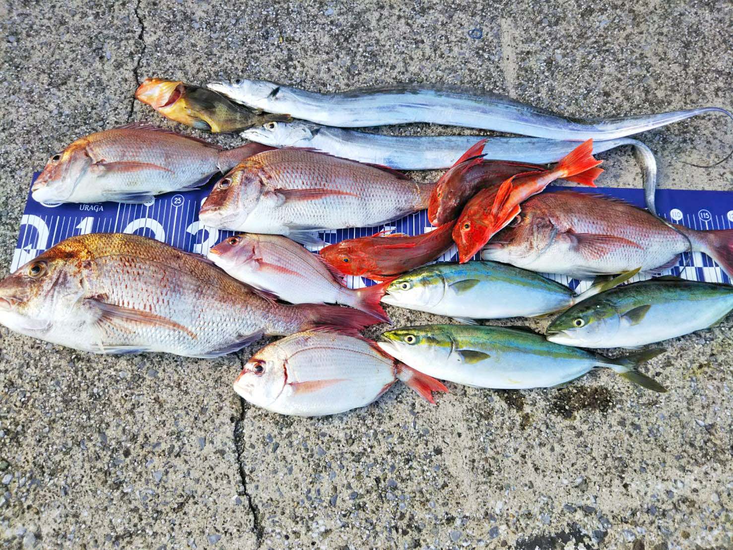 ✿マダイ・チダイ・タチウオ・イナダ・ホウボウ・アオハタ✿