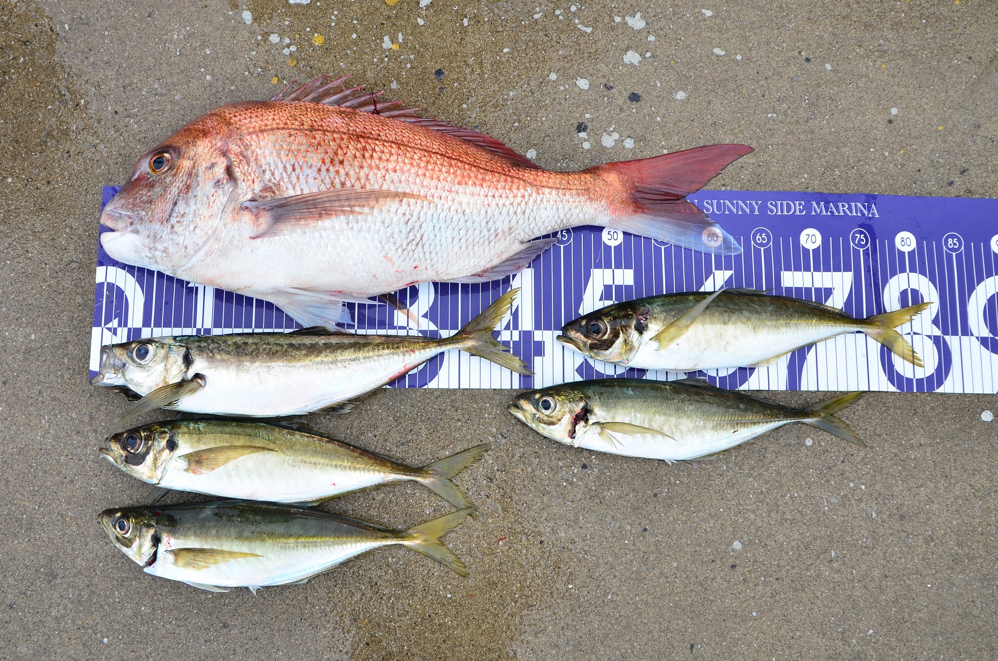 ✿マダイ・アジ✿