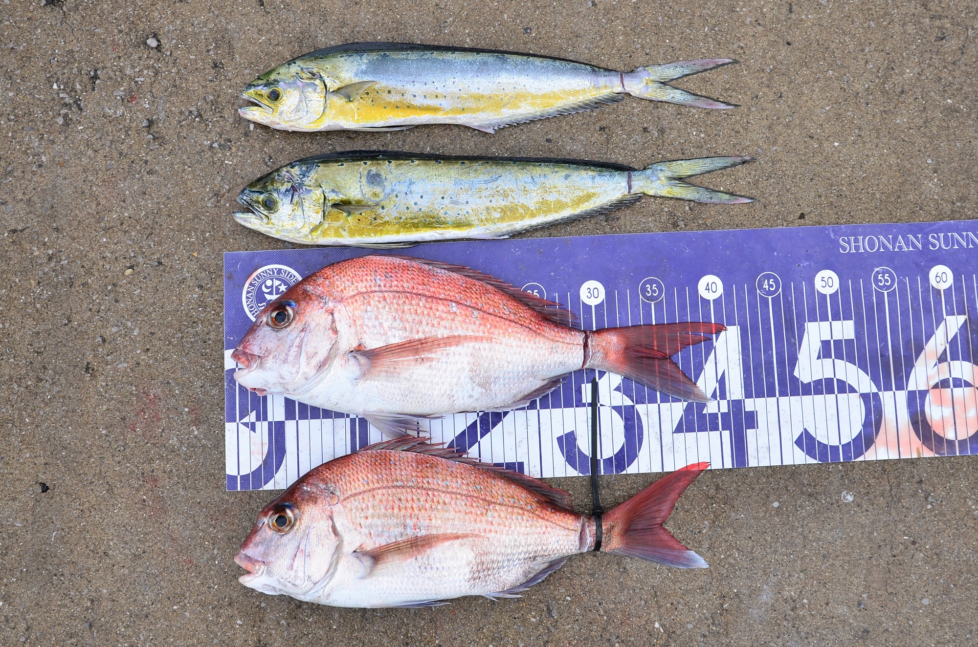 ✿マダイ・シイラ✿