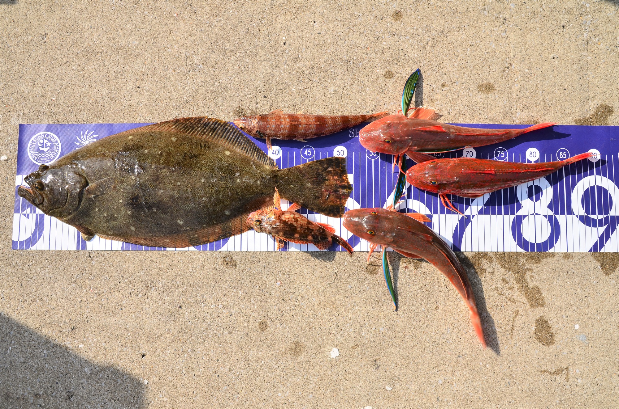 ✿ヒラメ・ホウボウ・カサゴ・エソ✿