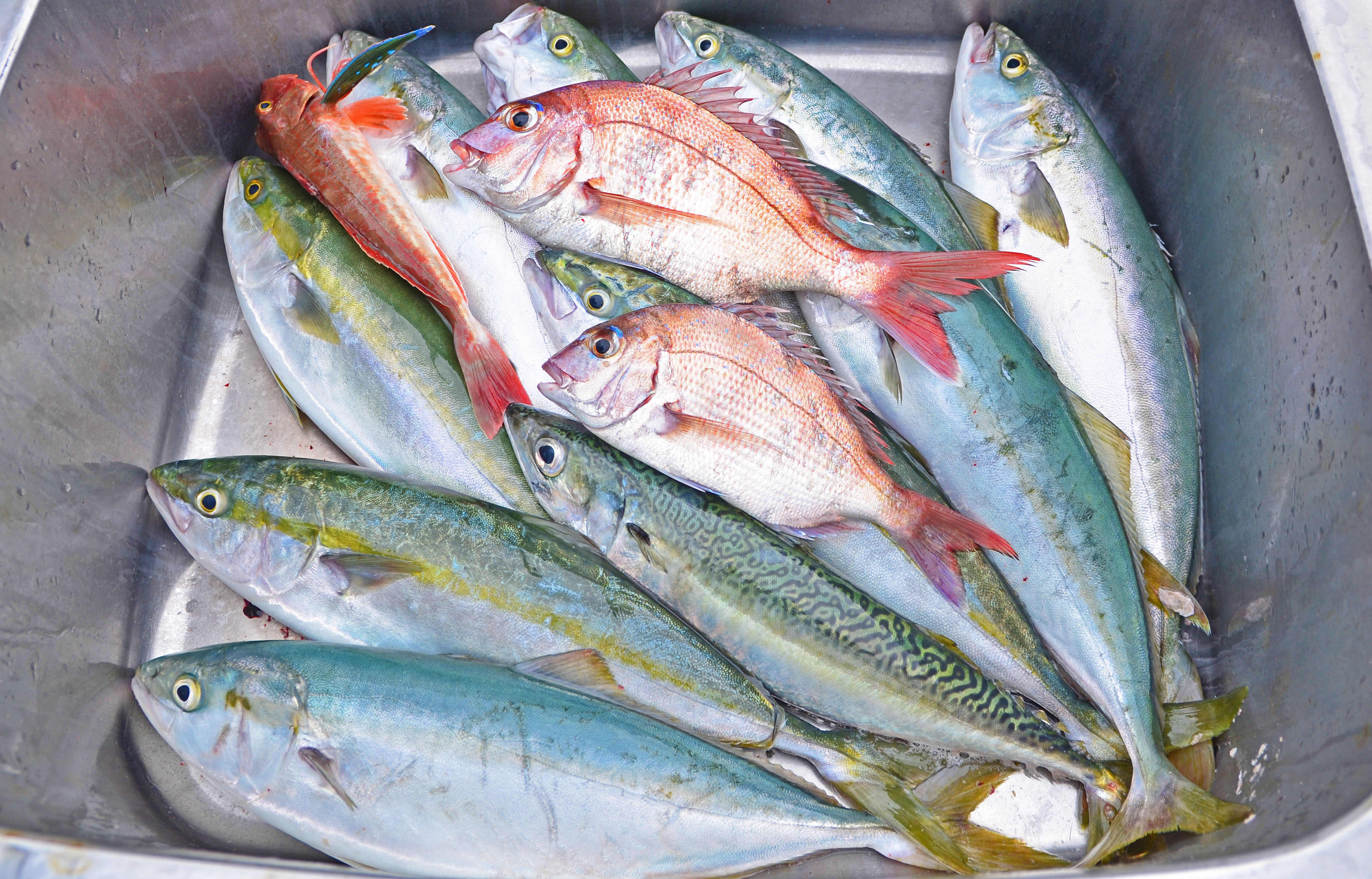 ✿イナダ・マダイ・ホウボウ・サバ✿