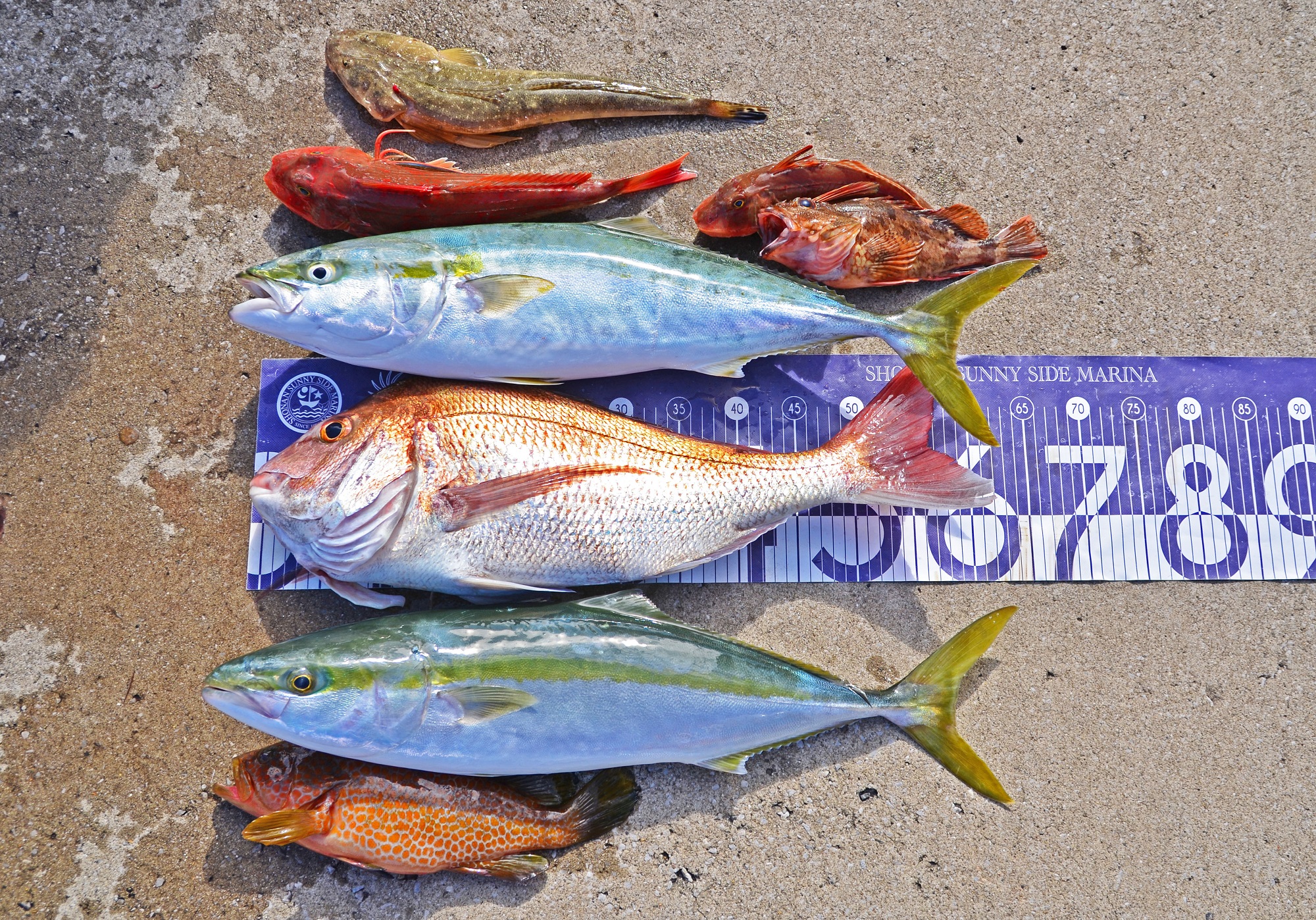 ✿マダイ・ワラサ・ホウボウ・マゴチ・カサゴ・オオモンハタ✿