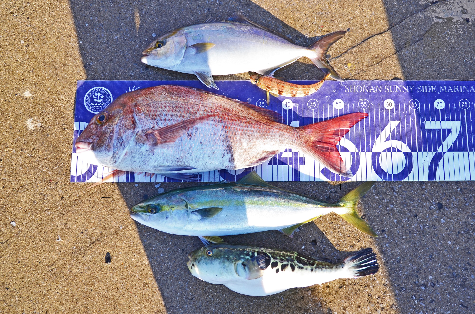 ✿ショゴ・マダイ・イナダ・トラフグ・トラギス✿