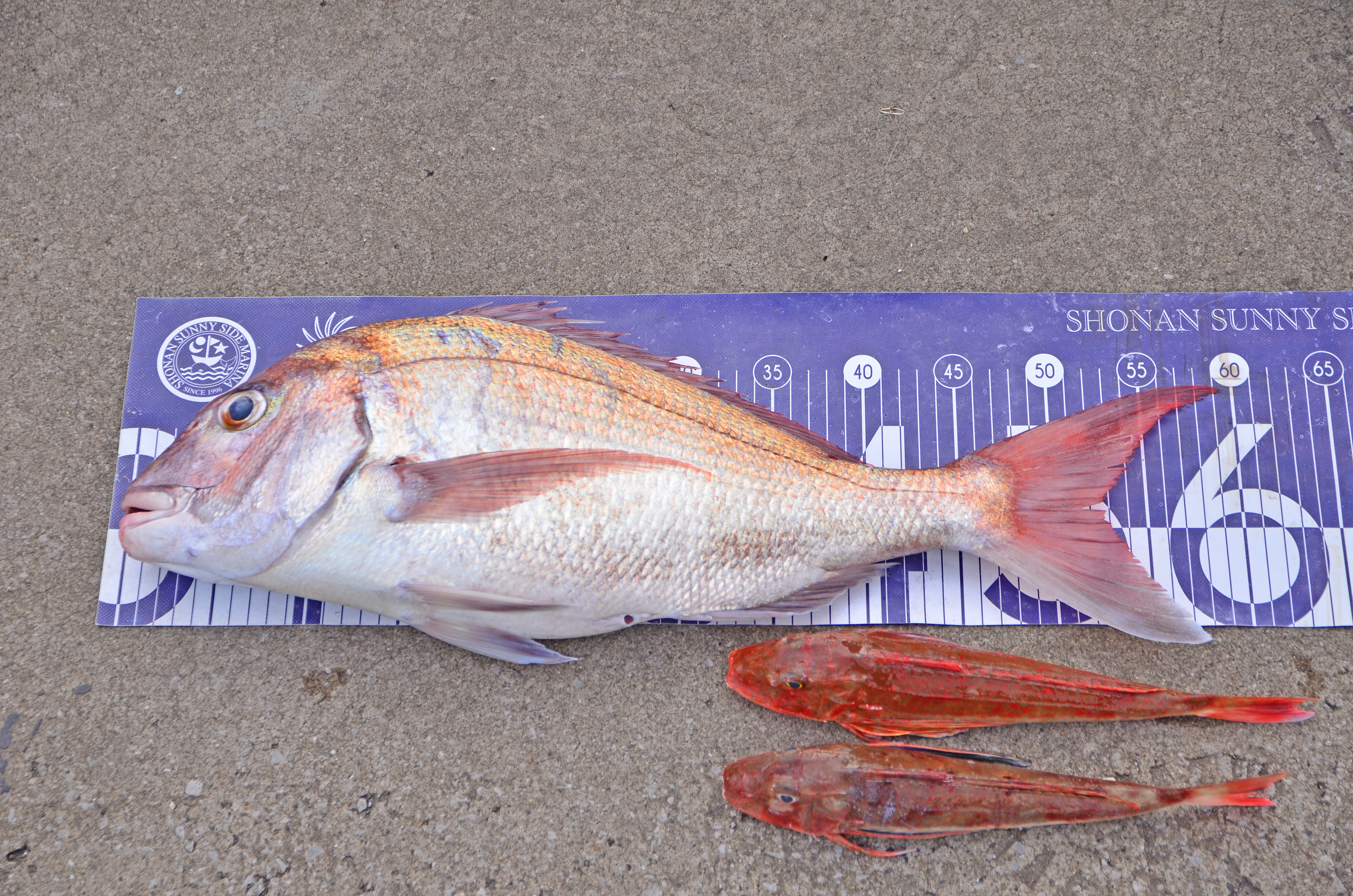 ✿マダイ・ホウボウ✿