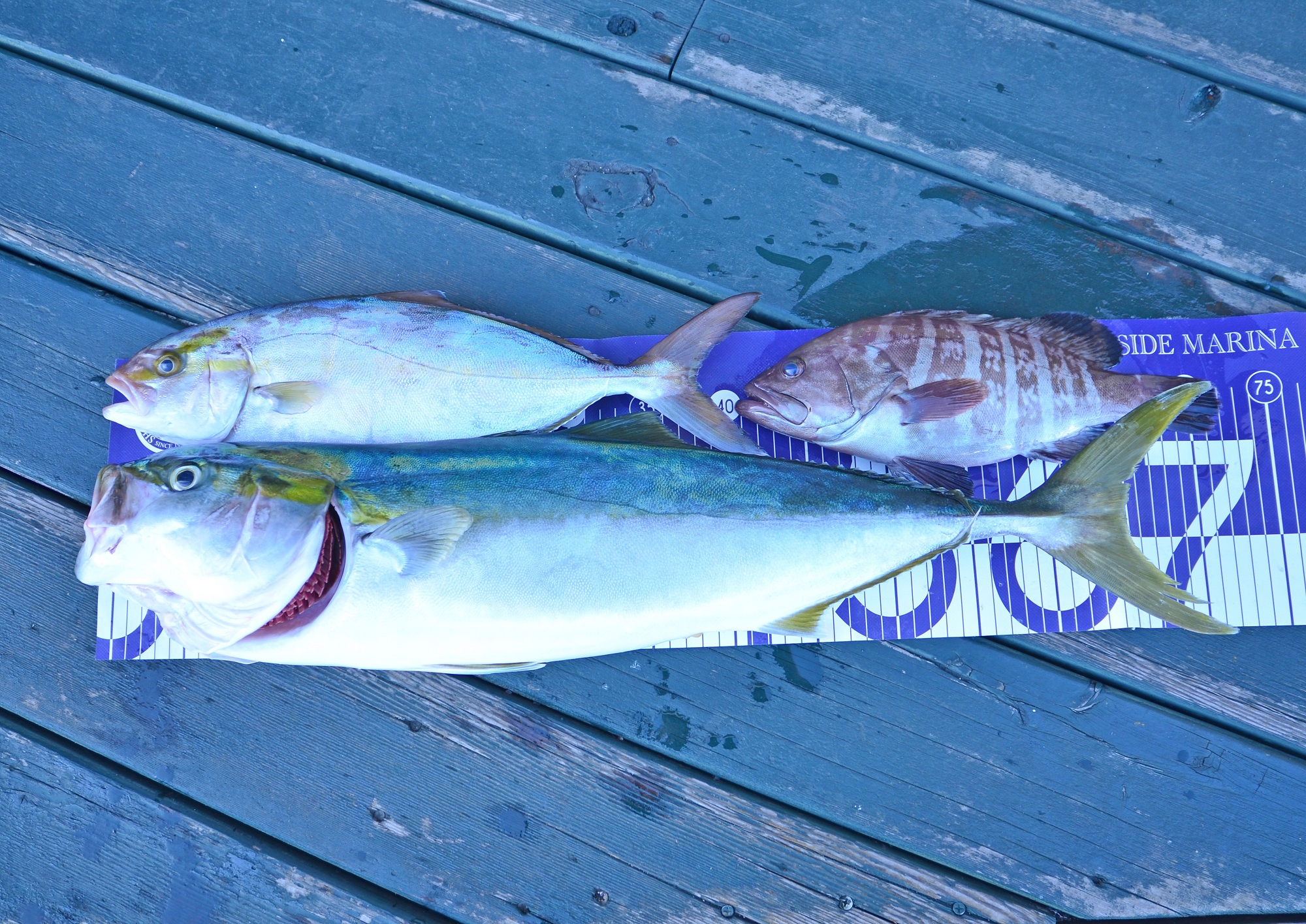 ✿ワラサ・ショゴ・マハタ✿