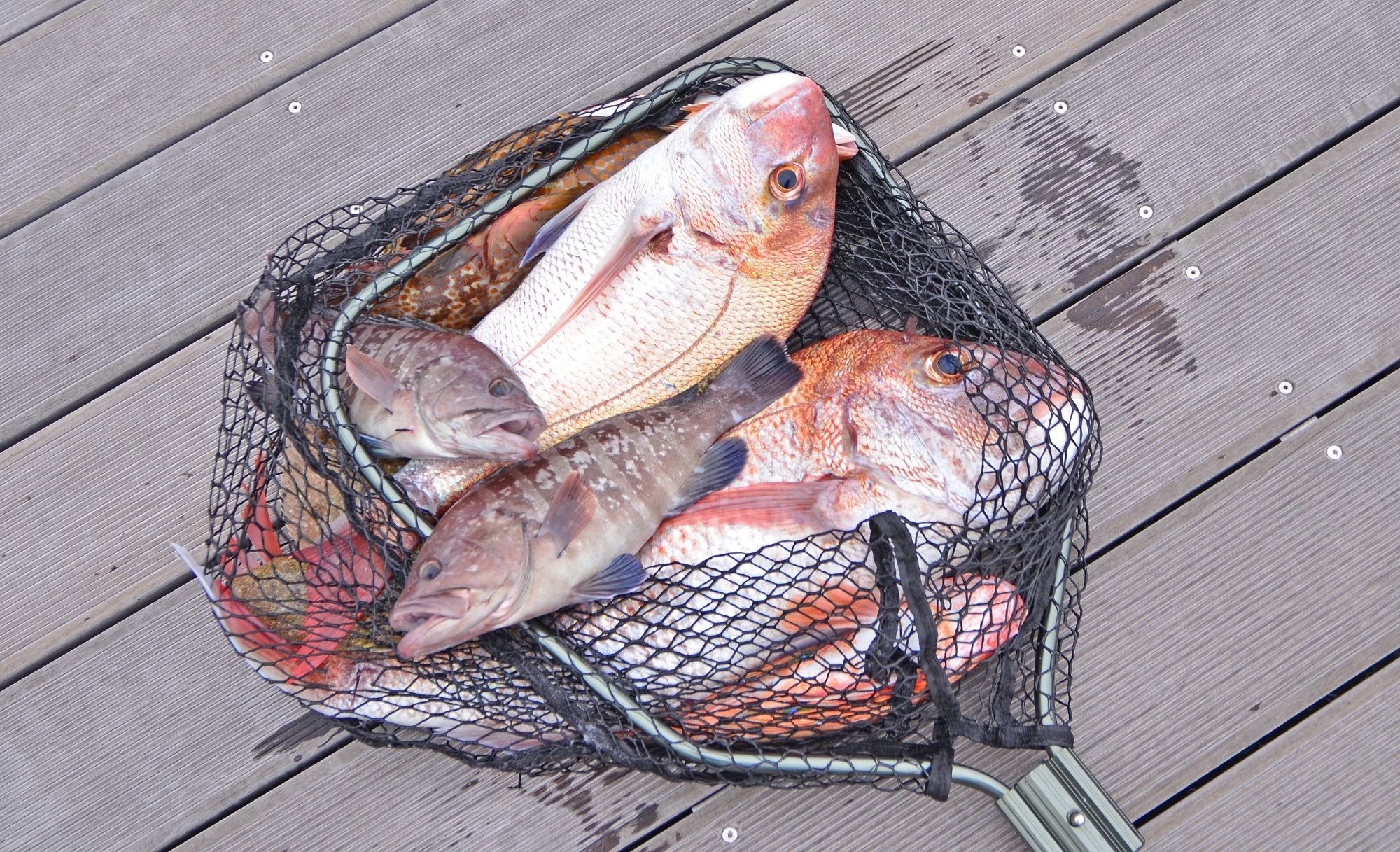 ✿マダイ・ヒラメ・マハタ・マゴチ・キジハタ・ホウボウ✿