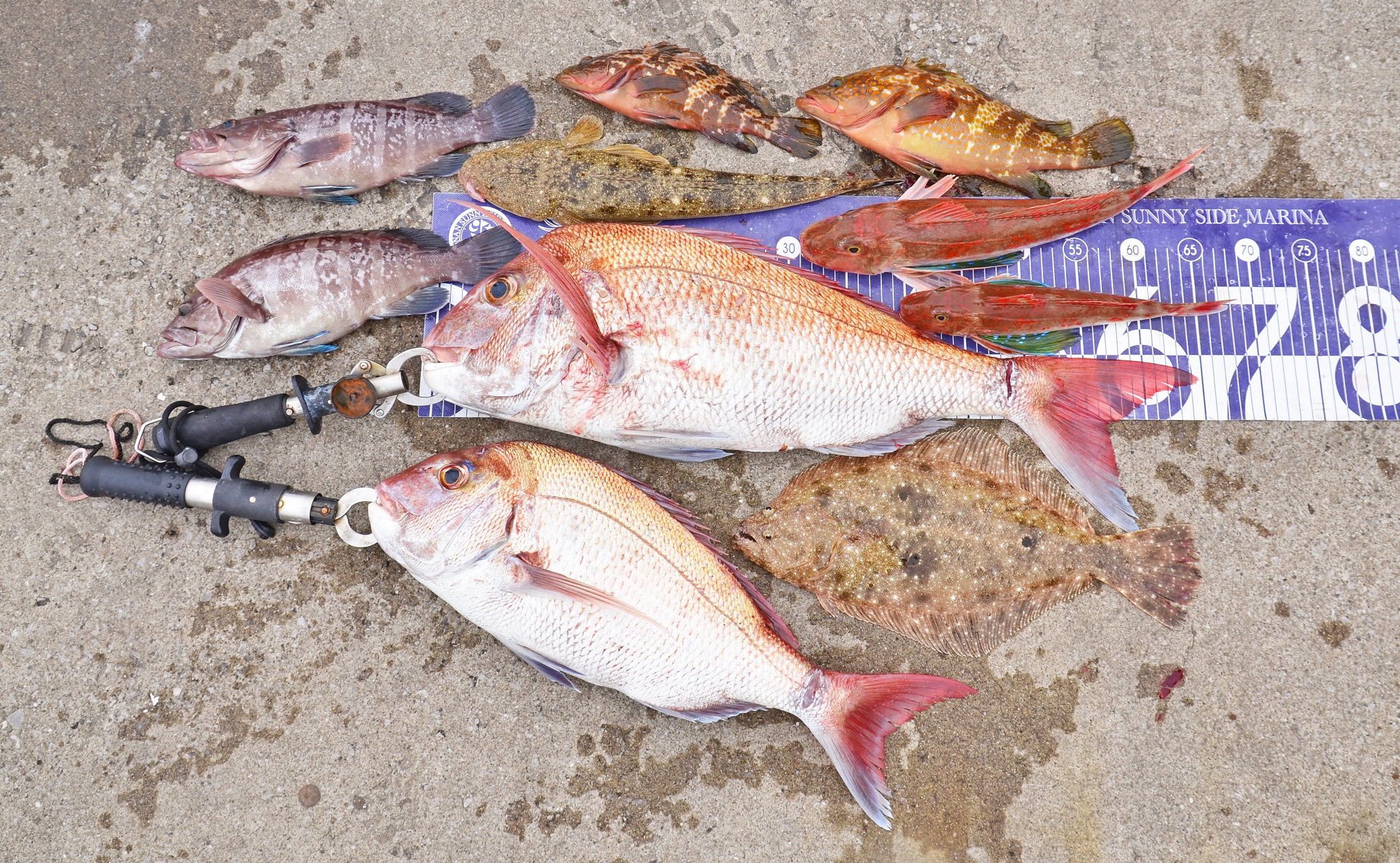 ✿マダイ・ヒラメ・マハタ・マゴチ・キジハタ・ホウボウ✿